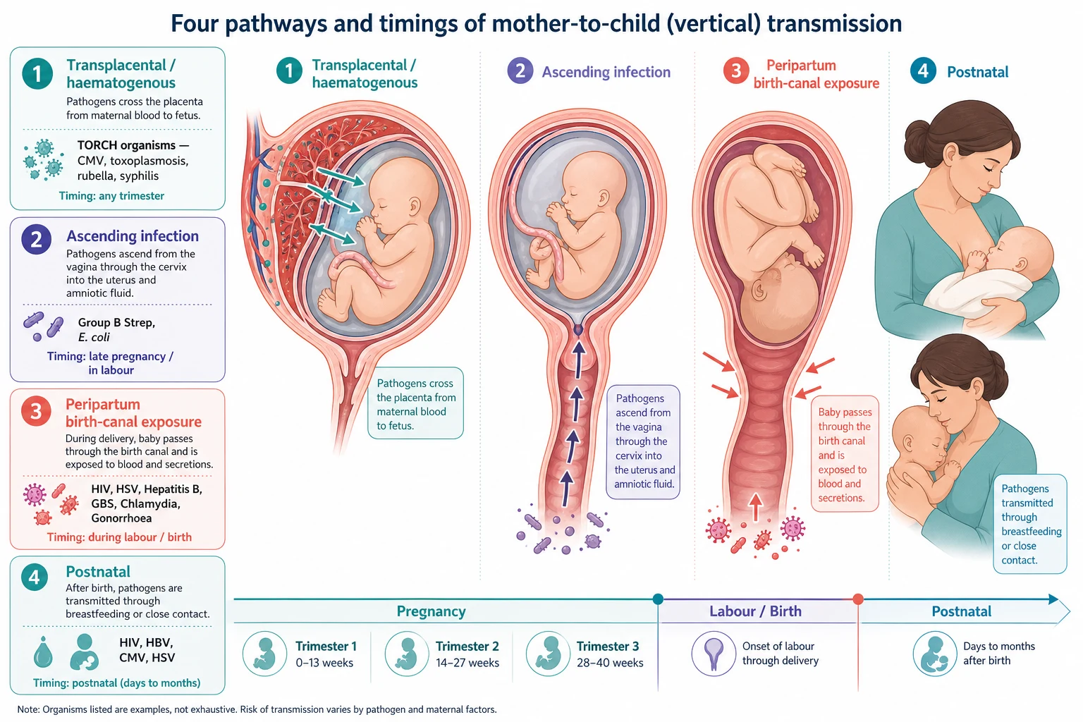 Pathophysiology of mother-to-child transmission: transplacental, ascending, peripartum birth-canal and postnatal breastmilk pathways across trimesters, labour and the postnatal period