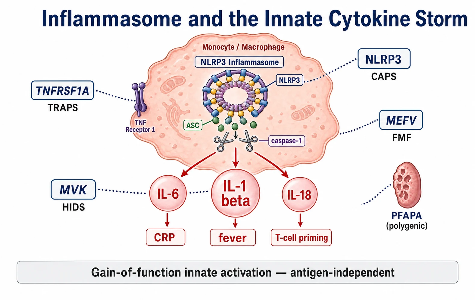 A clean horizontal medical schematic on a white background showing an innate immune cell with the NLRP3 inflammasome ring, the ASC specks and the caspase-one scissors releasing interleukin-one-beta, interleukin-six and interleukin-eighteen, with dotted lines from the MEFV, MVK, NLRP3, TNFRSF1A and PFAPA tonsil gene tags to their sites of action, and a footer noting the gain-of-function innate activation