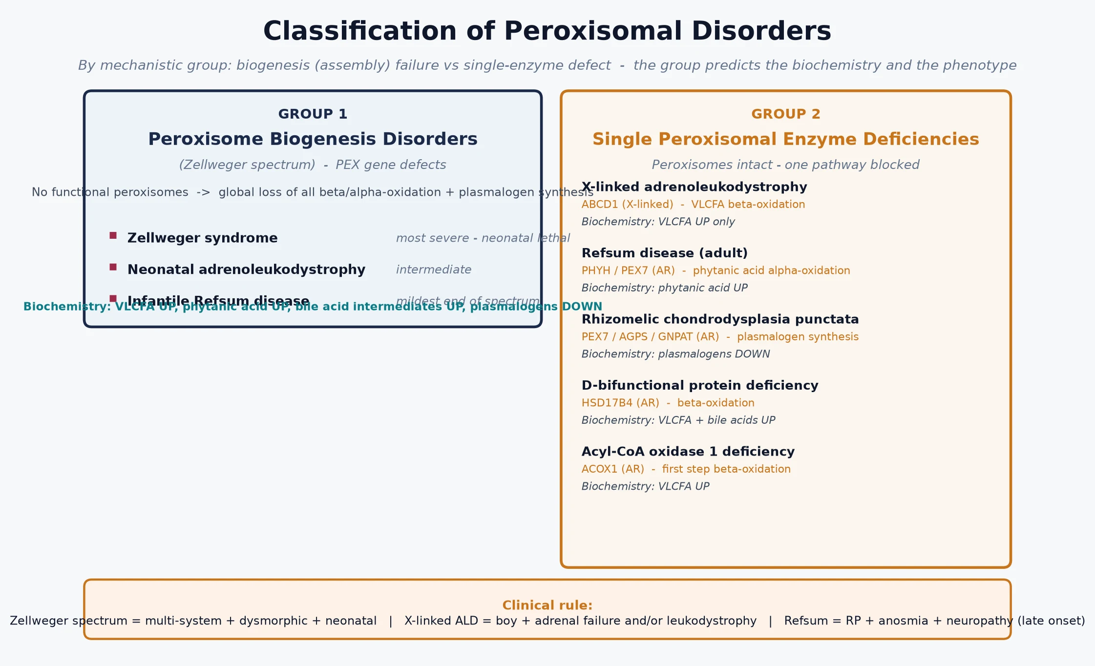 Classification of peroxisomal disorders into peroxisome biogenesis disorders (Zellweger spectrum, PEX genes) and single-enzyme deficiencies (X-linked adrenoleukodystrophy ABCD1, Refsum disease PHYH, rhizomelic chondrodysplasia punctata, D-bifunctional protein, acyl-CoA oxidase), each with its biochemical signature