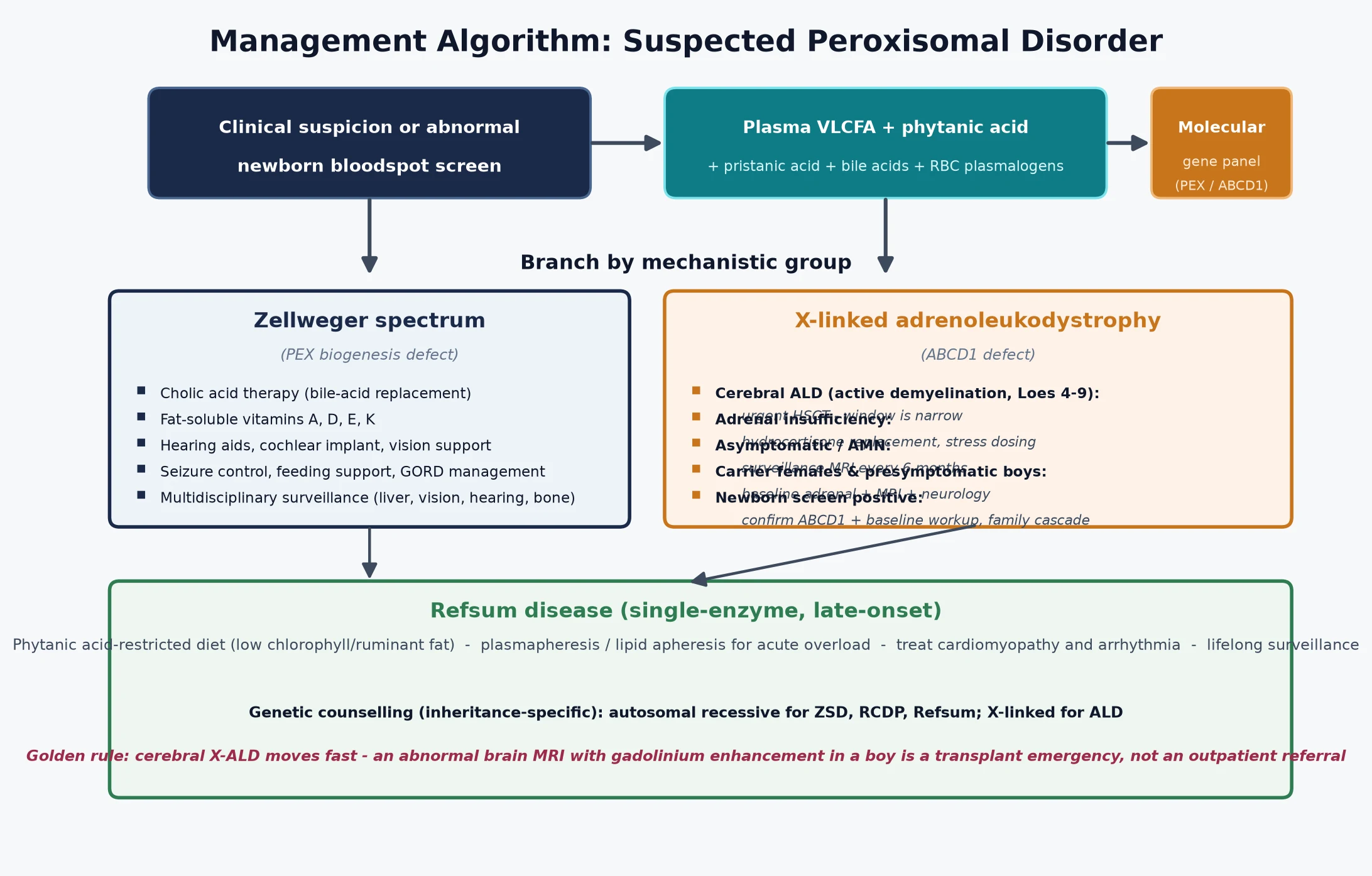 Management algorithm for a suspected peroxisomal disorder, from clinical suspicion or abnormal newborn screen, through plasma VLCFA and phytanic acid panel and molecular confirmation, to a treatment branch by group: cholic acid and supportive care for Zellweger spectrum, urgent HSCT and hydrocortisone for cerebral X-linked ALD, and phytanic-acid restriction for Refsum disease