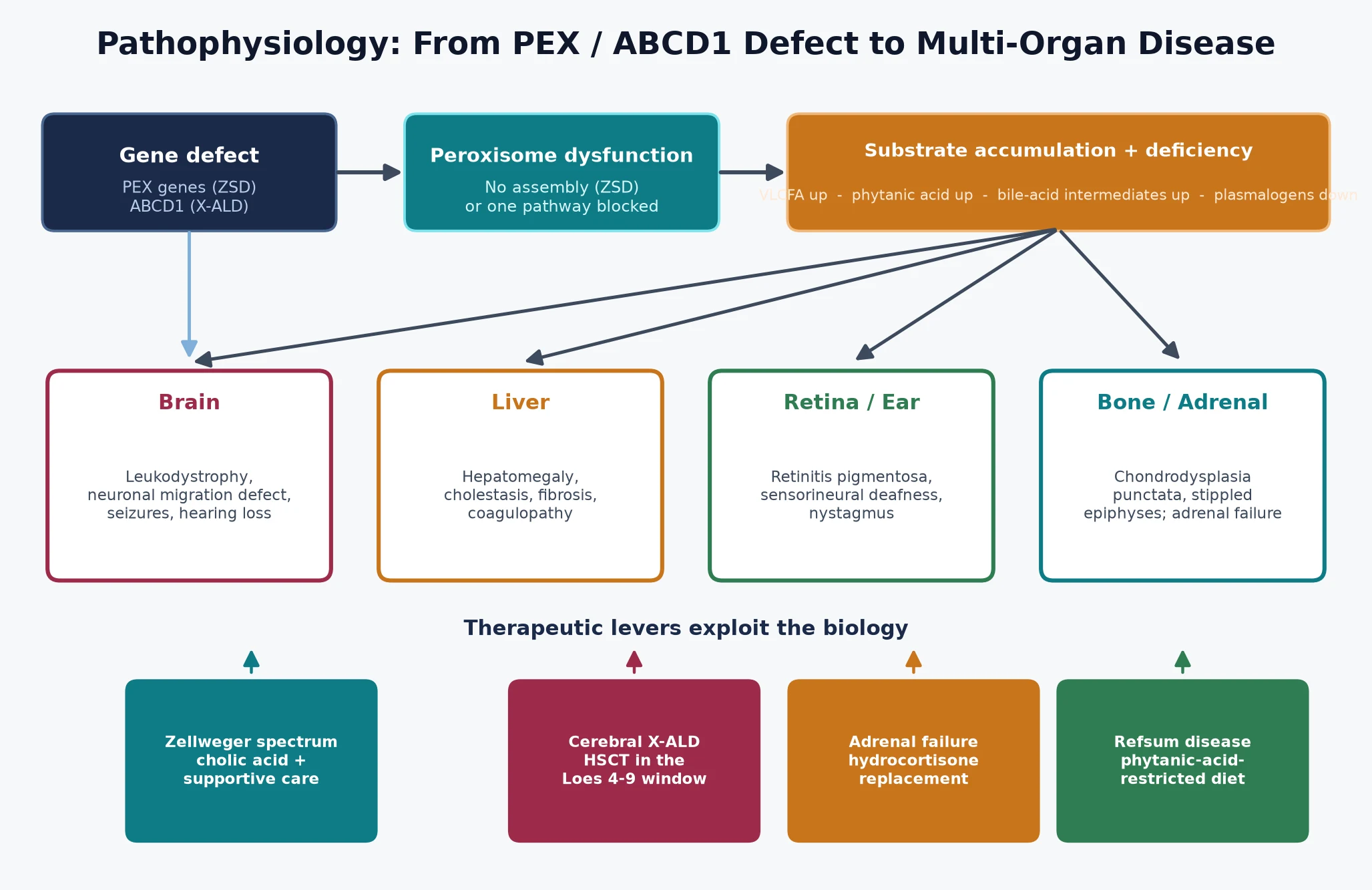 Pathophysiology cascade showing PEX or ABCD1 gene defect leading to peroxisome dysfunction, then substrate accumulation (VLCFA, phytanic acid, bile-acid intermediates) and plasmalogen deficiency, branching to organ consequences in brain, liver, retina and ear, bone and adrenal, with cholic acid, haemopoietic stem cell transplant, hydrocortisone and diet overlaid
