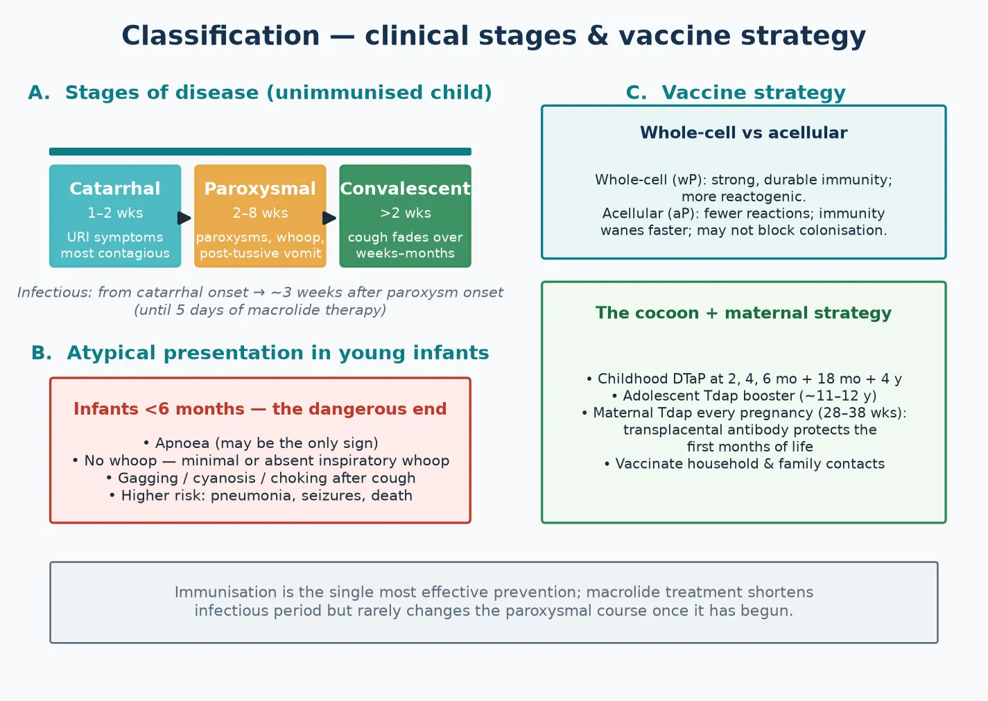 Three-panel schematic of pertussis classification: the catarrhal, paroxysmal and convalescent stages on a timeline; the atypical, severe infant presentation; and the whole-cell-versus-acellular plus cocoon-and-maternal vaccine strategy