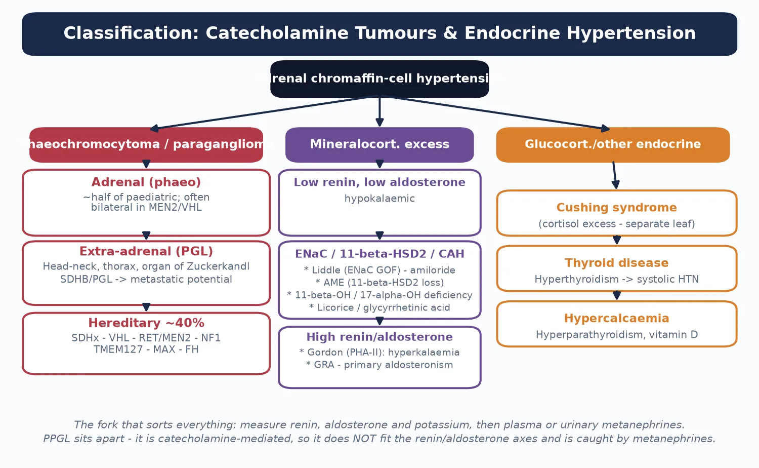 Classification tree of endocrine hypertension in children. Catecholamine tumours split into adrenal phaeochromocytoma, extra-adrenal paraganglioma and hereditary forms (SDHx, VHL, RET or MEN2, NF1). Mineralocorticoid excess splits into low-renin low-aldosterone causes (Liddle syndrome, apparent mineralocorticoid excess, eleven-beta-hydroxylase and seventeen-alpha-hydroxylase deficiency, licorice) and high-renin high-aldosterone causes (Gordon syndrome, glucocorticoid-remediable aldosteronism, primary aldosteronism). Glucocorticoid and other causes include Cushing syndrome, hyperthyroidism and hypercalcaemia.