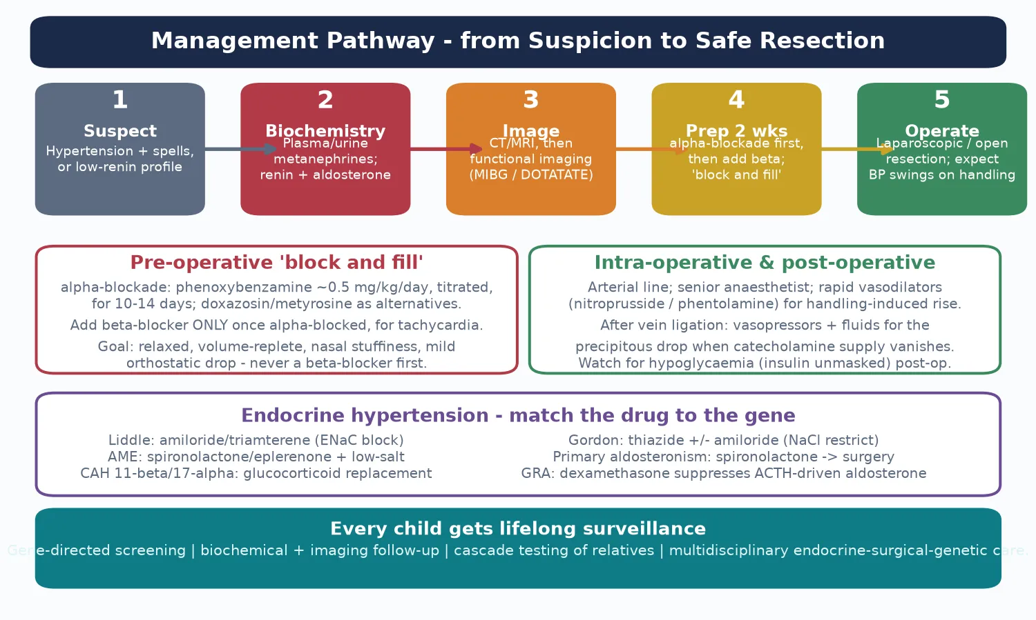 Management pathway from suspicion to safe resection in five steps: suspect the tumour from hypertension and spells, confirm biochemically with metanephrines and a renin-aldosterone panel, image with CT or MRI then functional imaging, prepare for two weeks with alpha-blockade then add beta-blockade under the block-and-fill principle, and operate with arterial-line monitoring and vasodilators ready for handling-induced hypertension followed by vasopressors for post-resection hypotension. The endocrine-hypertension strip matches each drug to its gene.