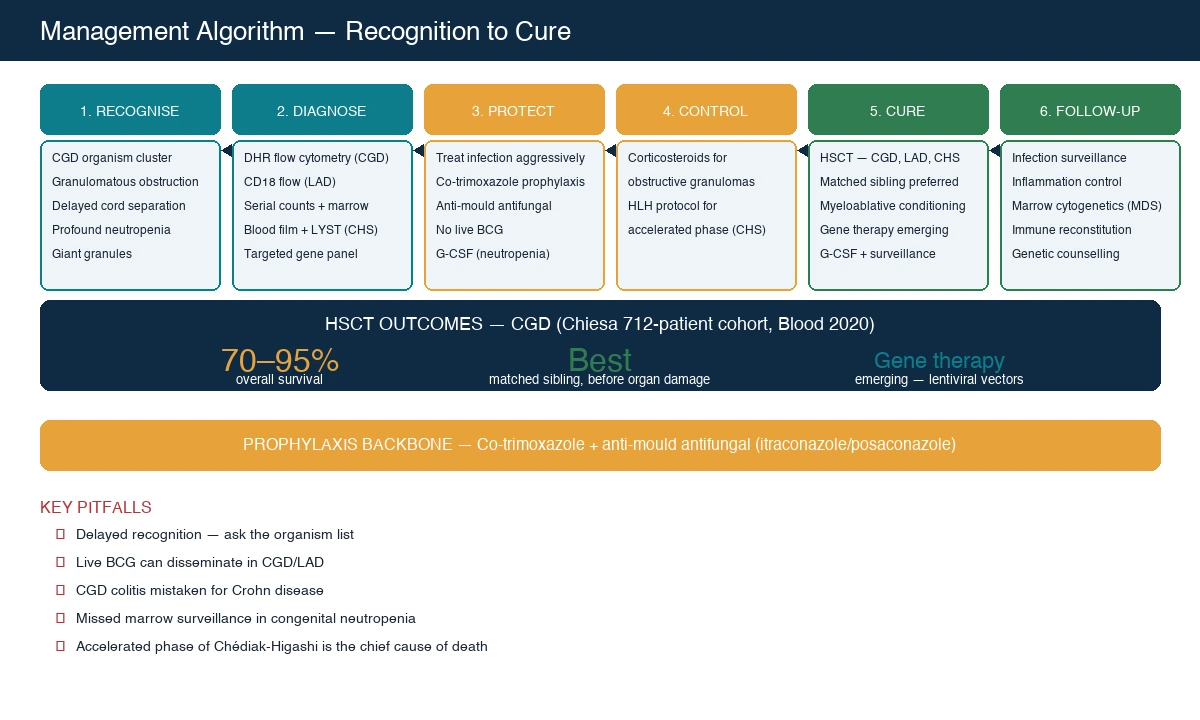 Six-step management algorithm: recognise (CGD organism cluster, granulomatous obstruction, delayed cord separation, profound neutropenia, giant granules), diagnose (DHR flow cytometry for CGD, CD18 flow for LAD, serial counts and marrow for neutropenia, blood film and LYST for Chédiak-Higashi, gene panel), protect (treat active infection aggressively, co-trimoxazole and anti-mould prophylaxis in CGD, no live BCG, G-CSF in neutropenia), control inflammation (corticosteroids for obstructive granulomas, HLH protocol for accelerated phase), curative therapy (haematopoietic stem cell transplant for CGD, LAD, Chédiak-Higashi; G-CSF and surveillance for neutropenia), long-term follow-up (infection surveillance, inflammation control, marrow cytogenetics for MDS/AML, genetic counselling); an outcome panel on the right shows 70–95% overall survival after HSCT for CGD and the importance of transplant before organ damage