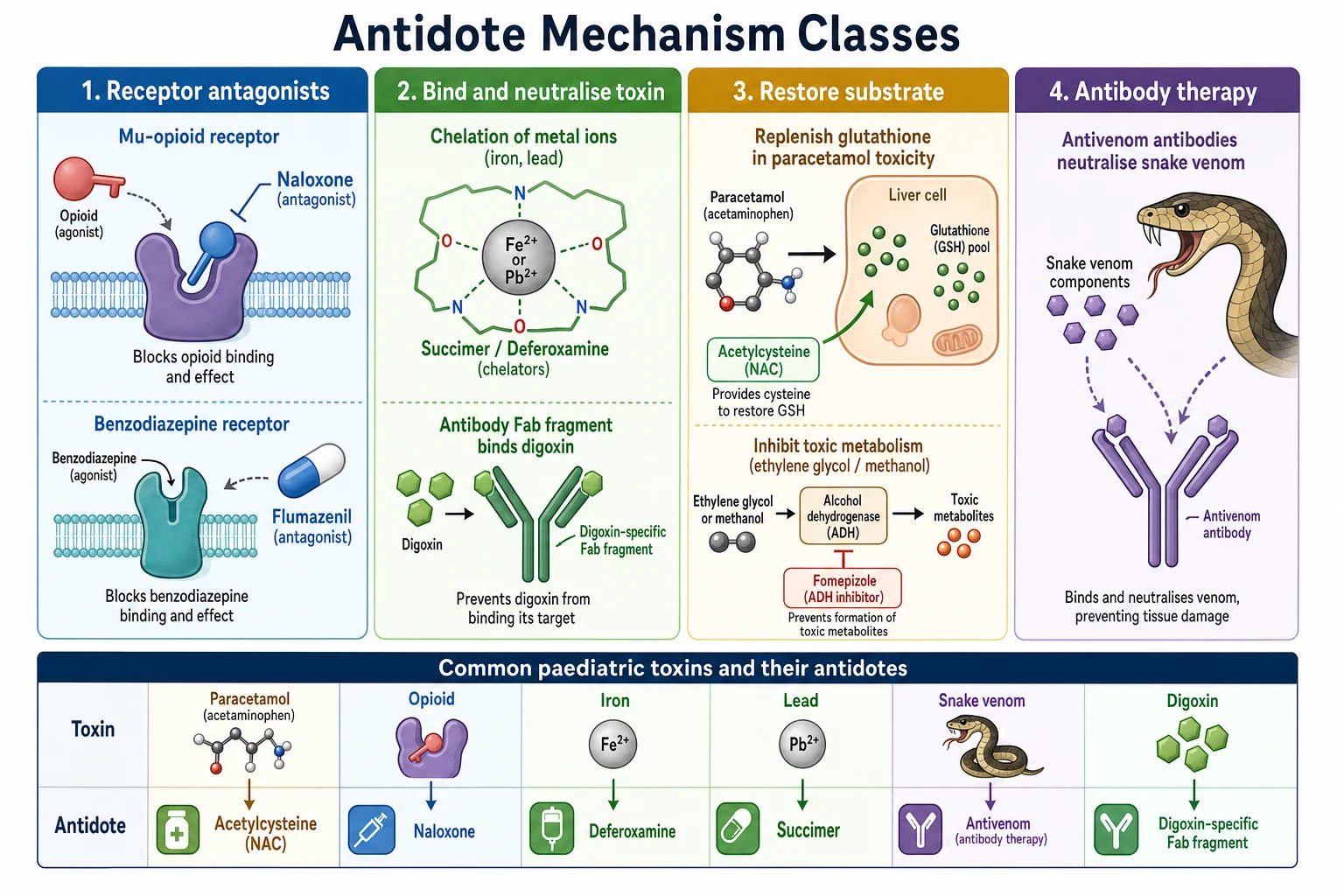 Educational infographic classifying antidotes into four mechanism classes: receptor antagonists (naloxone, flumazenil), bind and neutralise (chelators, digoxin Fab), restore substrate (N-acetylcysteine, fomepizole), and antibody therapy (antivenom), with a legend mapping paediatric toxins to their antidotes