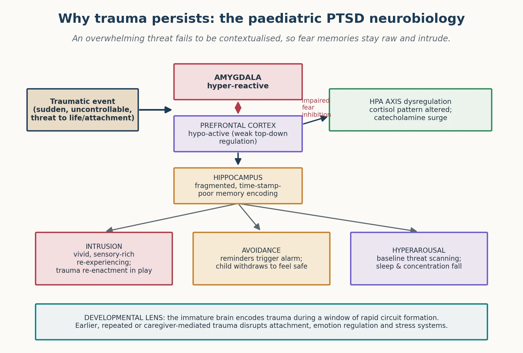 Neurobiology diagram of paediatric PTSD linking amygdala hyper-reactivity, prefrontal hypo-activity and hippocampal fragmentation with HPA axis dysregulation to the intrusion avoidance and hyperarousal clusters, with a developmental lens
