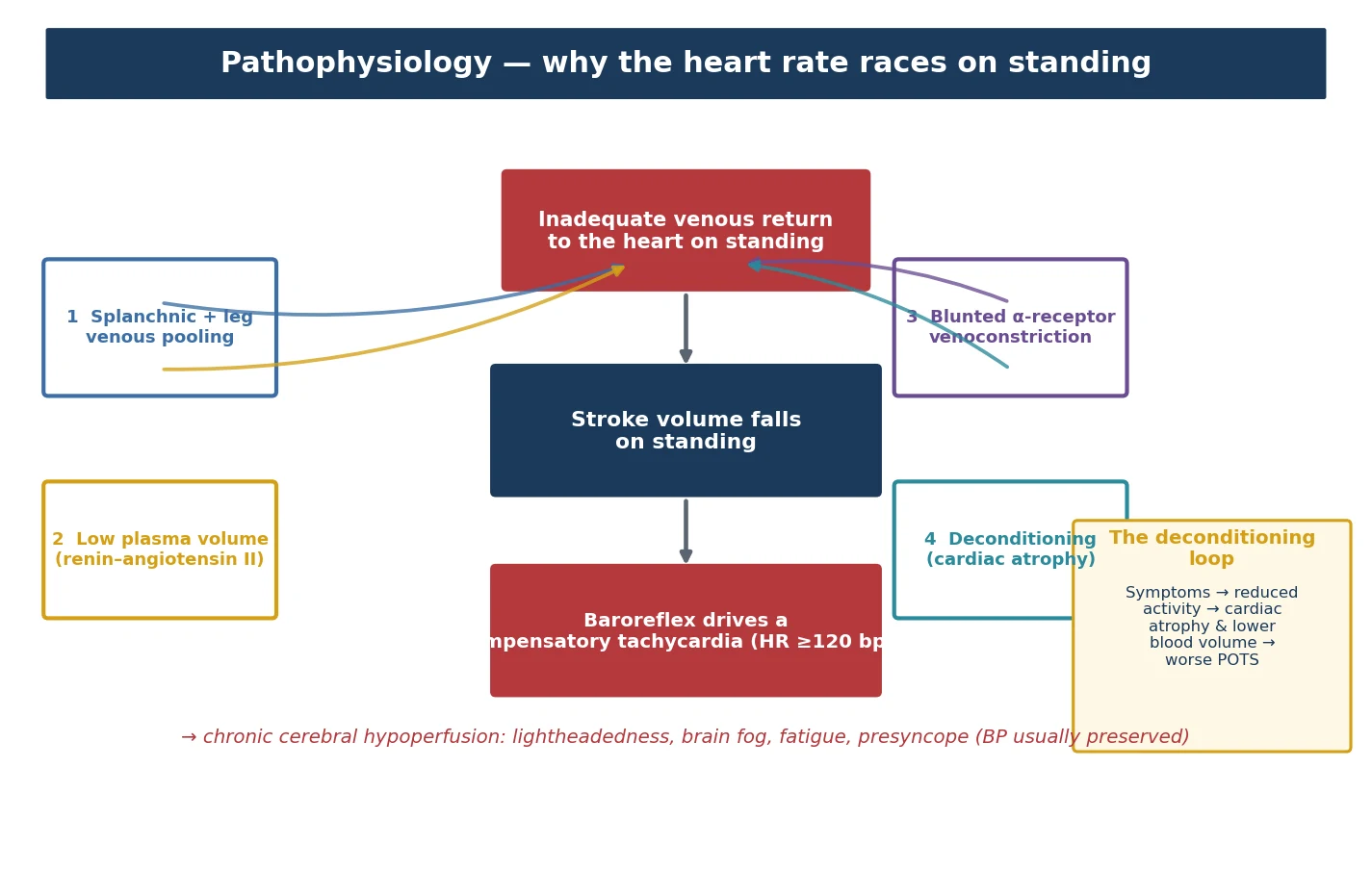 Pathophysiology of POTS. A red central box reads inadequate venous return to the heart on standing. Four coloured upstream mechanisms feed into it: one blue, splanchnic and leg venous pooling; two gold, low plasma volume via an abnormal renin-angiotensin II response; three purple, blunted alpha-receptor venoconstriction; four teal, deconditioning with cardiac atrophy. An arrow leads down to a navy box — stroke volume falls on standing — and then to a red box — the baroreflex drives a compensatory tachycardia of at least one hundred and twenty beats per minute. Below in red italic, chronic cerebral hypoperfusion gives lightheadedness, brain fog, fatigue and presyncope with blood pressure usually preserved. A side panel shows the deconditioning loop: symptoms lead to reduced activity, then cardiac atrophy and lower blood volume, then worse POTS.