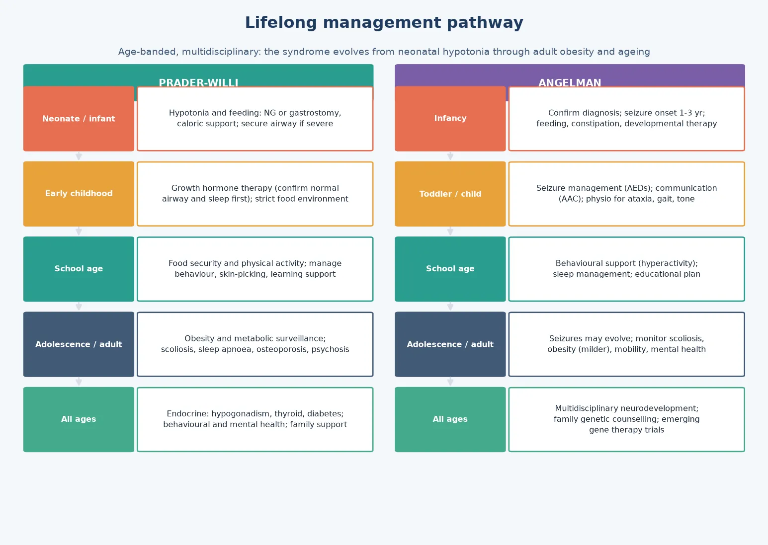 Two-column management ladder for PWS (neonatal feeding support, strict dietary control, growth hormone therapy, behavioural and developmental support, endocrine management, transition) and AS (anticonvulsant optimisation, AAC communication strategies, physical and motor therapy, behavioural support, sleep management, transition)