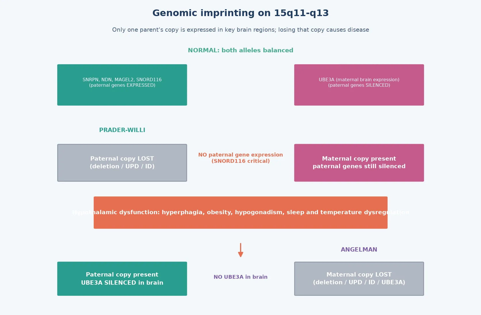 The 15q11-q13 imprinted region showing parent-of-origin methylation marks, with paternally expressed genes (SNRPN, MAGEL2, NDN, SNORD116) active on the paternal allele and UBE3A active on the maternal allele in brain, plus arrows showing paternal loss producing PWS and maternal UBE3A loss producing AS