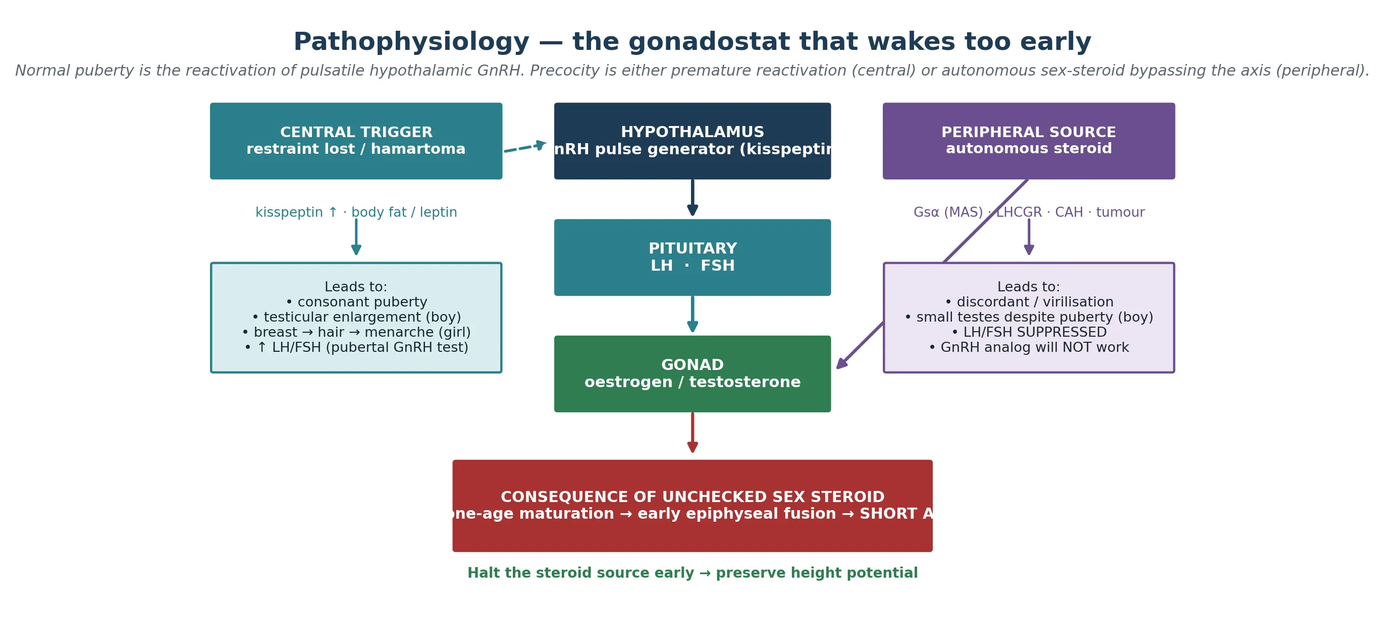 Cascade from the hypothalamic GnRH pulse generator through pituitary LH and FSH to the gonad, with the central trigger (lost restraint, hypothalamic hamartoma, kisspeptin and leptin from body fat) on the left and the peripheral bypass (activating Gs-alpha in McCune-Albright, activating LHCGR in testotoxicosis, congenital adrenal hyperplasia, tumour) on the right, with a red footer on accelerated bone-age maturation and short adult stature