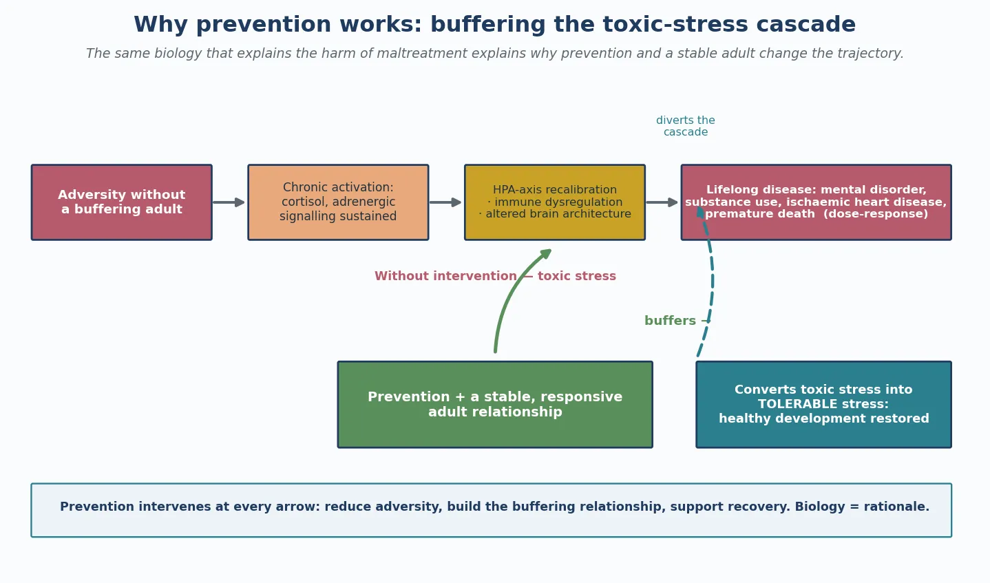 Left-to-right toxic-stress cascade from unbuffered adversity through chronic stress response, HPA-axis and immune dysregulation, to lifelong disease in a dose-response pattern, with the buffering-adult relationship and prevention diverting the cascade into tolerable stress