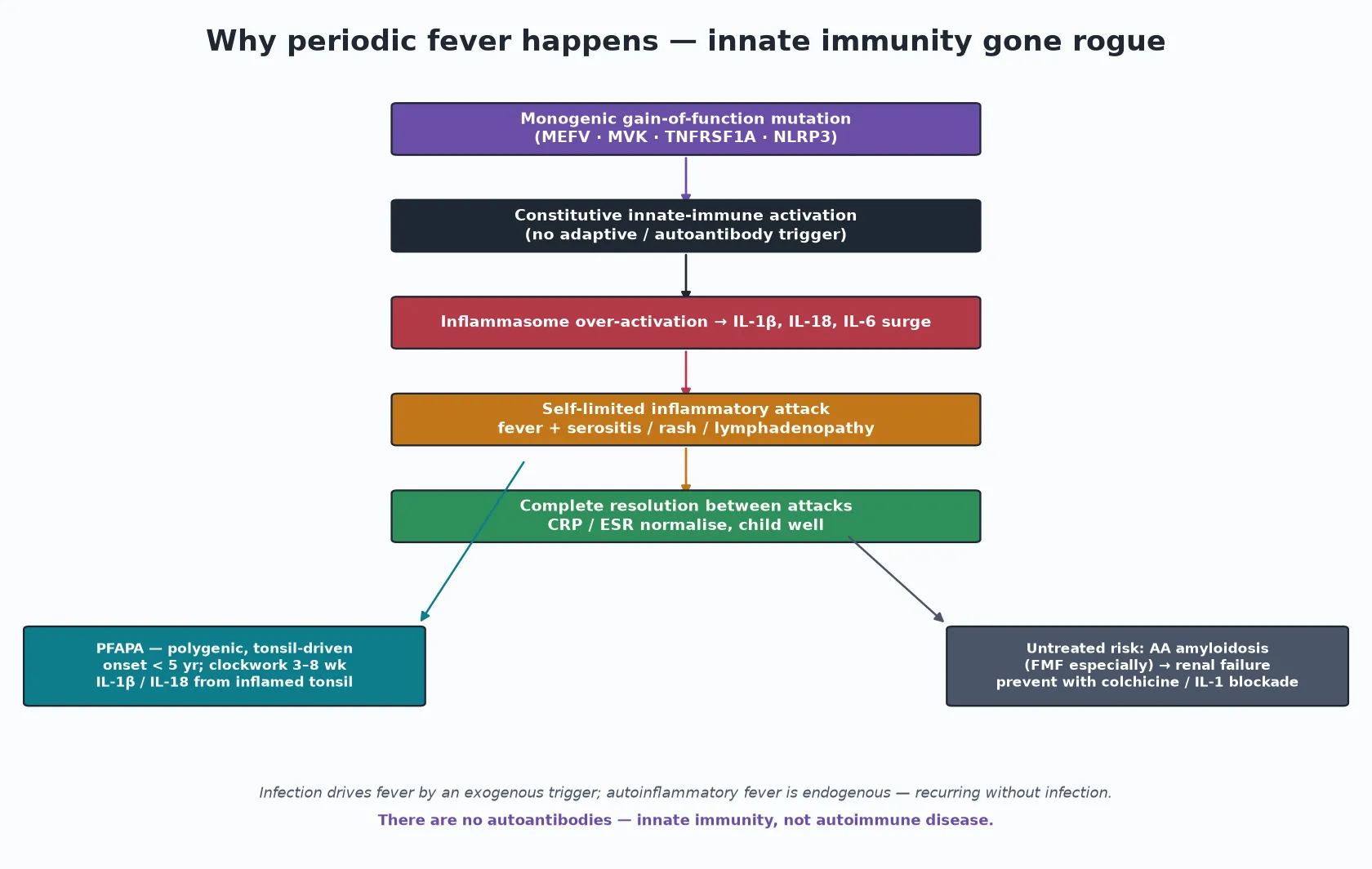 Cascade from monogenic innate-immune gain-of-function mutation through inflammasome over-activation and interleukin-1-beta, interleukin-18 and interleukin-6 surge to a self-limited inflammatory attack, with a PFAPA branch and an AA-amyloidosis consequence branch