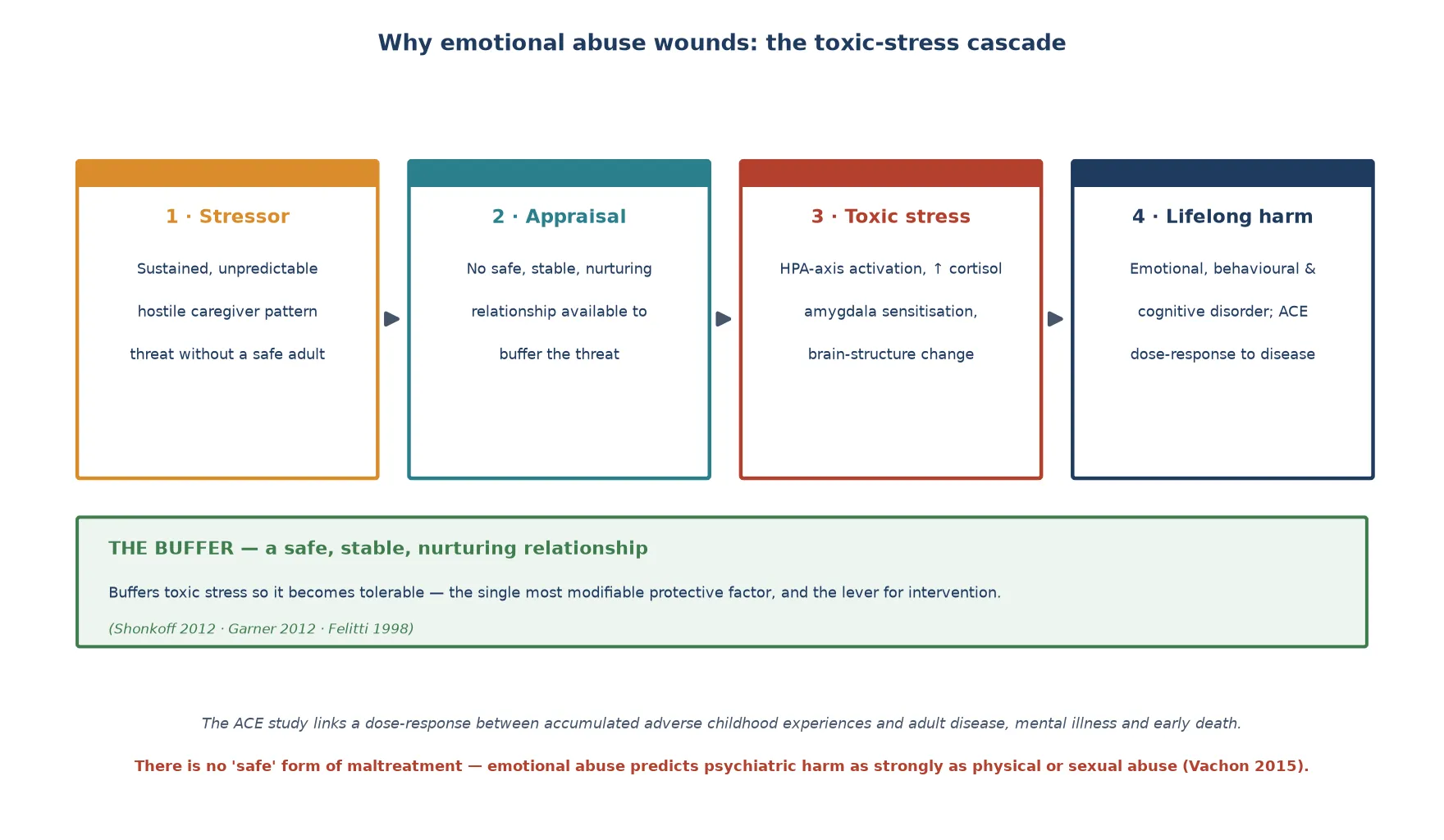 Educational four-stage toxic-stress cascade showing the hostile caregiver stressor, the absent buffering relationship, toxic stress with HPA-axis and brain-structure change, and lifelong harm, with a green buffer bar representing a safe stable nurturing relationship and an ACE dose-response footer
