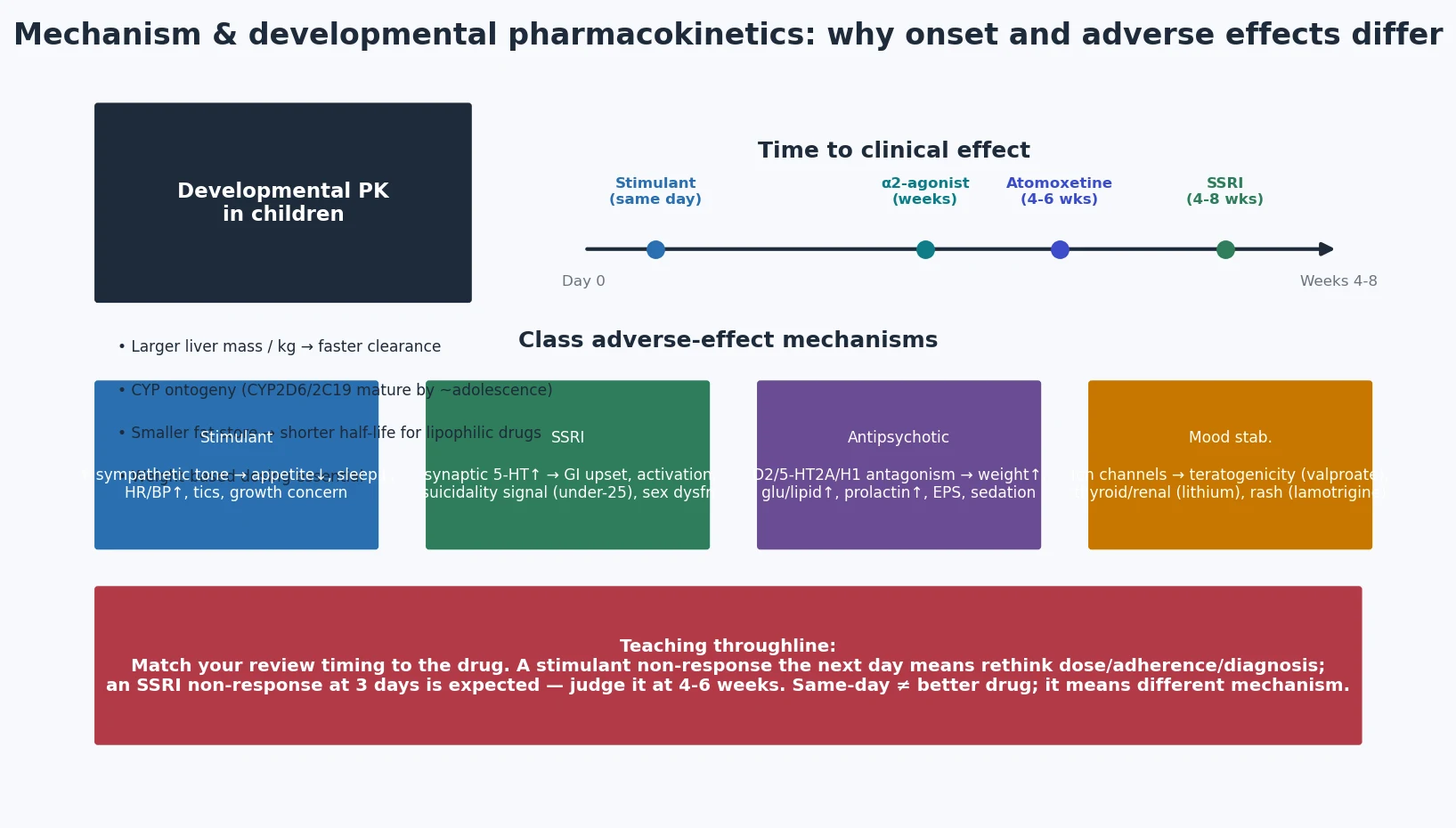Educational schematic of developmental pharmacokinetics and class-specific mechanisms linking onset timeline same-day stimulant versus weeks-long SSRI to adverse-effect profiles