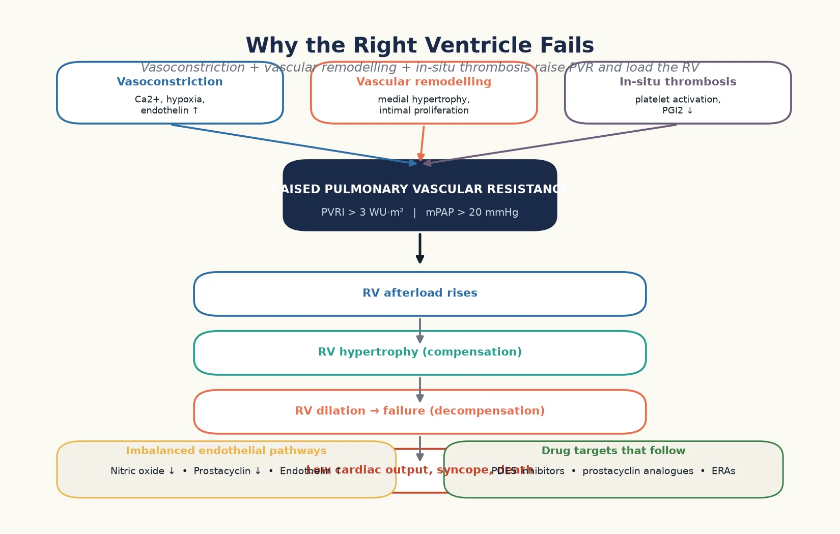 Pathophysiology map showing three upstream drivers — vasoconstriction, vascular remodelling with medial hypertrophy and intimal proliferation, and in-situ thrombosis — converging on a raised pulmonary vascular resistance node, then a cascade through right ventricular afterload, right ventricular hypertrophy as compensation, right ventricular dilation and failure as decompensation, and low cardiac output with syncope and death — beside two panels naming the imbalanced endothelial pathways of nitric oxide and prostacyclin falling with endothelin rising, and the matching drug targets of phosphodiesterase-5 inhibitors, prostacyclin analogues, and endothelin receptor antagonists