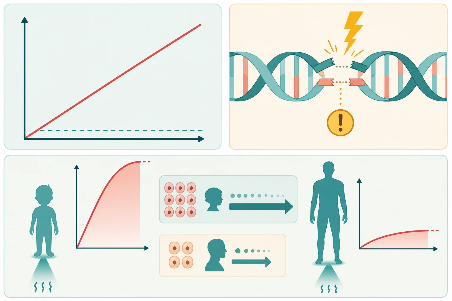 Three-block schematic: top-left a dose–response graph with a straight diagonal line rising from the exact origin showing no safe threshold; top-right a DNA double helix with one rung broken and mismatched back together beside a free-radical lightning bolt; bottom a child silhouette beside an adult silhouette, each struck by an identical low dose beam, with the child showing a steeper and taller lifetime-risk curve, many dividing-cell dots and a long lifespan arrow versus the adult's flatter curve, fewer dots and a shorter arrow
