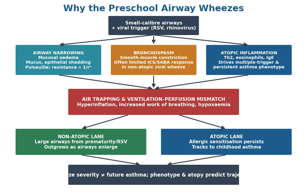 Pathophysiology of preschool wheeze showing small-calibre airways plus a viral trigger such as RSV or rhinovirus branching into three lanes: airway narrowing from mucosal oedema and mucus with resistance proportional to one over radius to the fourth power, bronchospasm from smooth-muscle constriction with limited steroid response in non-atopic viral wheeze, and atopic Th2 eosinophilic inflammation driving the multiple-trigger and persistent phenotypes, all converging on air trapping and ventilation-perfusion mismatch, then splitting into a non-atopic lane that outgrows and an atopic lane that tracks to childhood asthma