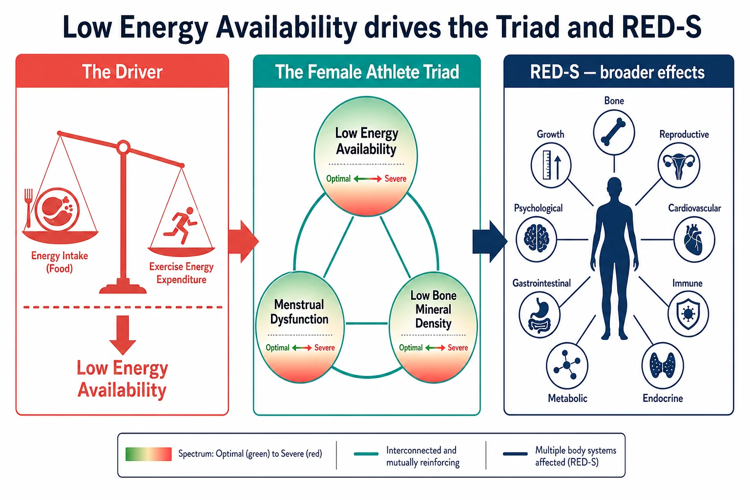 A three-panel schematic connected by arrows. Left panel titled The Driver shows a coral balance scale with food and exercise energy on the pans and a downward arrow labelled Low Energy Availability below a threshold line. Middle panel titled The Female Athlete Triad shows three teal spectrum circles in a triangle labelled Low Energy Availability, Menstrual Dysfunction, and Low Bone Mineral Density, each shaded green to red. Right panel titled RED-S broader effects shows a navy human body silhouette with spokes to bone, reproductive, cardiovascular, immune, metabolic, endocrine, psychological, gastrointestinal, and growth.