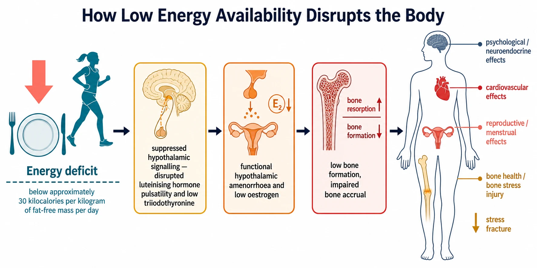 A left-to-right causal cascade. Far left shows a coral energy-deficit icon with an empty plate and an exercising figure below a dashed threshold line. The cascade has three sequential amber, orange, and red boxes: suppressed hypothalamic signalling with disrupted luteinising hormone pulsatility and low triiodothyronine, functional hypothalamic amenorrhoea and low oestrogen, and low bone formation with impaired bone accrual. The right side shows a slate human body silhouette with coloured markers at the pelvis for reproductive, the leg for bone stress injury, the heart for cardiovascular, and the brain for neuroendocrine, with a downward arrow near the leg labelled stress fracture.