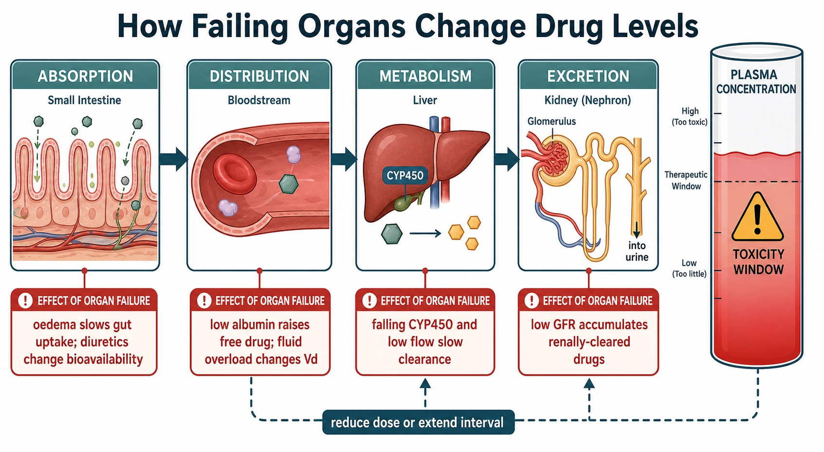 Educational mechanism schematic of ADME pharmacokinetics showing absorption, distribution, metabolism and excretion boxes with effect-of-organ-failure cards, feeding a plasma concentration tank with a toxicity window and a feedback arrow about reducing dose or extending interval