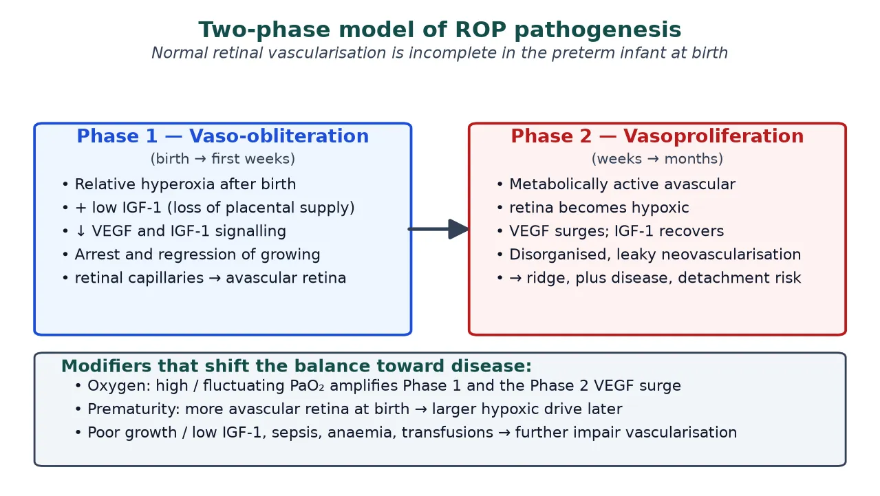 Two-phase model of ROP showing Phase 1 hyperoxia-driven vaso-obliteration with low IGF-1 and suppressed VEGF, then Phase 2 hypoxia-driven vasoproliferation with a VEGF surge