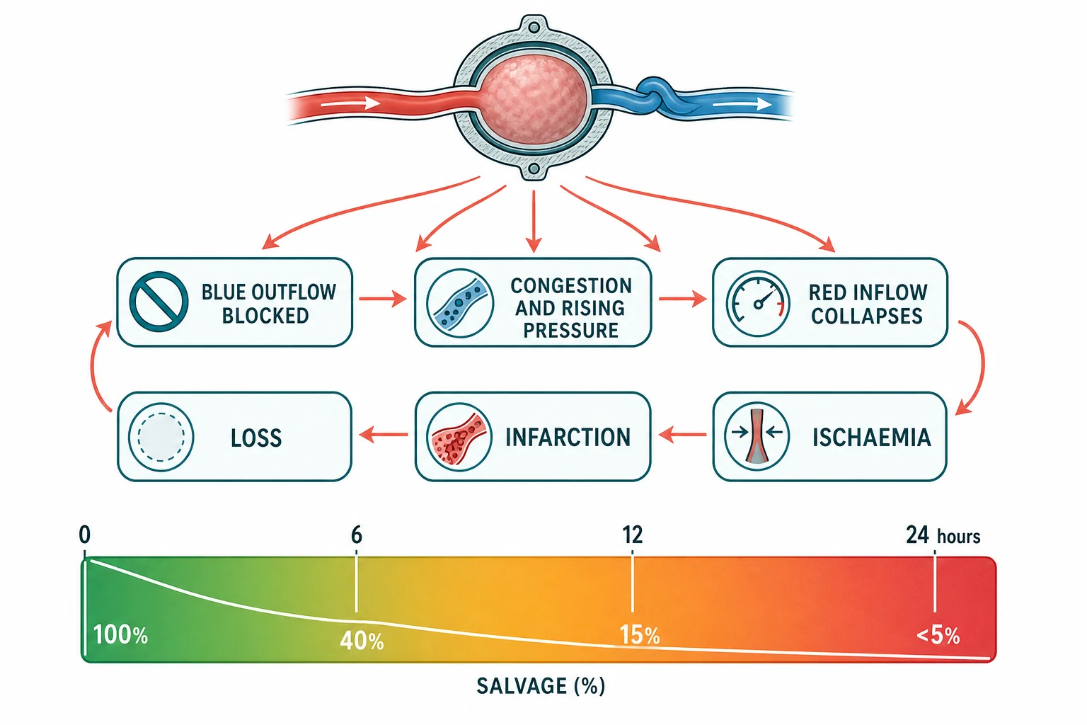 A scientific causal schematic on a white background showing a cross-section of the spermatic cord at the top with the twist occluding thin-walled veins first and the artery second, connected by coral downward arrows through a ring of labelled consequence boxes reading venous congestion, then rising intratesticular pressure, then arterial occlusion, then ischaemia, then infarction, with a horizontal salvage clock below showing the steep fall in testicular salvage from 90 to 100 percent within 6 hours down through 50 percent at 12 hours to near zero beyond 24 hours.