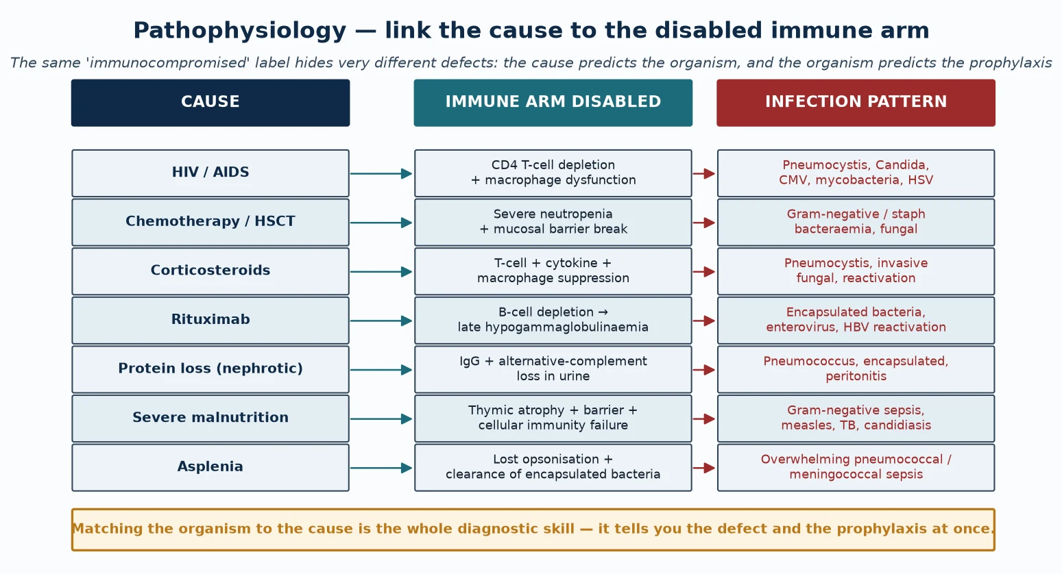 Three-column table mapping each cause — HIV, chemotherapy and HSCT, corticosteroids, rituximab, protein loss, severe malnutrition, asplenia — to the immune arm it disables and the resulting infection pattern