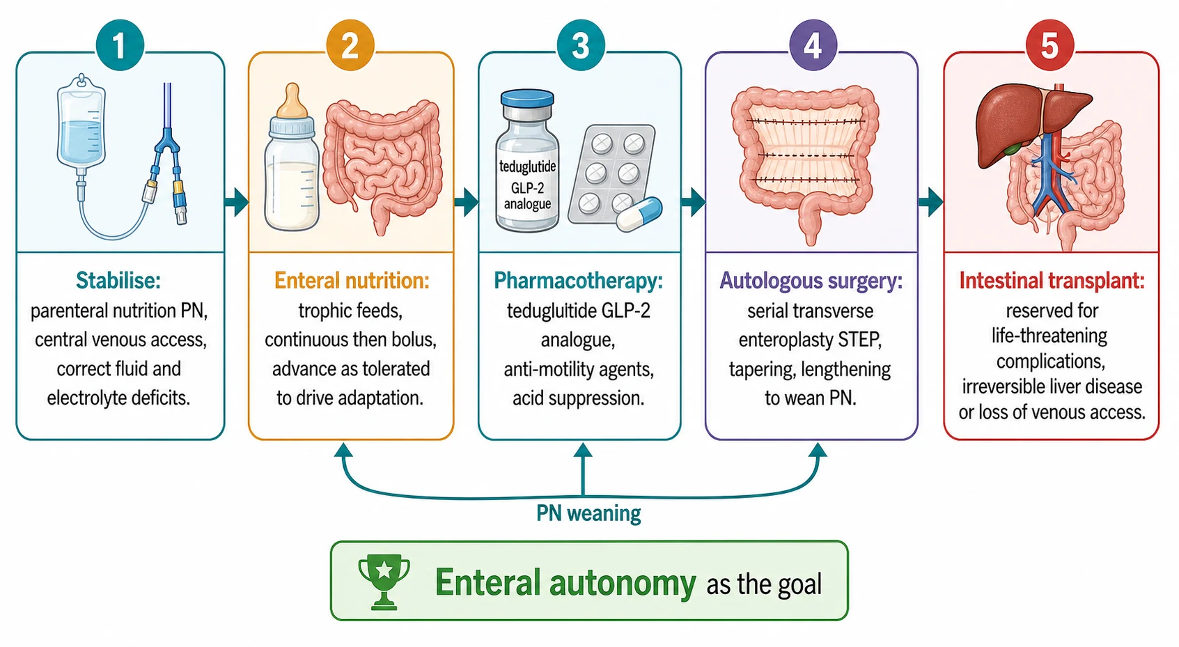 Five-stage intestinal rehabilitation ladder. Stage one Stabilise shows parenteral nutrition, central venous access and correction of fluid and electrolyte deficits. Stage two Enteral nutrition shows trophic feeds, continuous then bolus, advancing to drive adaptation. Stage three Pharmacotherapy shows teduglutide GLP-2 analogue, anti-motility agents and acid suppression. Stage four Autologous surgery shows serial transverse enteroplasty STEP, tapering and lengthening to wean PN. Stage five Intestinal transplant shows reserved use for life-threatening complications, irreversible liver disease or loss of venous access. A banner below reads Enteral autonomy as the goal with a curved arrow indicating PN weaning.
