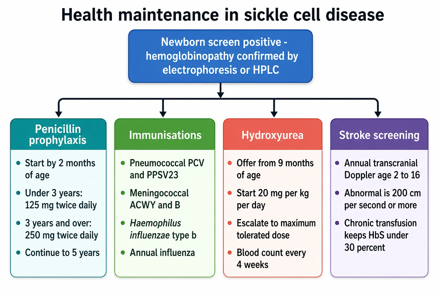 A clean medical-education algorithm on a white background. A top box reads newborn screen positive, haemoglobinopathy confirmed by electrophoresis or HPLC. A downward arrow leads to four colour-coded pillars. The teal pillar penicillin prophylaxis reads start by two months, under three years 125 mg twice daily, three years and over 250 mg twice daily, continue to five years. The green pillar immunisations reads pneumococcal PCV and PPSV23, meningococcal ACWY and B, Haemophilus influenzae type b, annual influenza. The coral pillar hydroxyurea reads offer from nine months, start 20 mg per kg per day, escalate to maximum tolerated dose, blood count every four weeks. The purple pillar stroke screening reads annual transcranial Doppler age two to sixteen, abnormal is 200 cm per second or more, chronic transfusion keeps HbS under 30 percent.