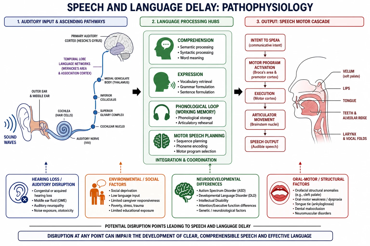 Mechanism diagram from auditory input through language networks to speech motor output with disruption callouts