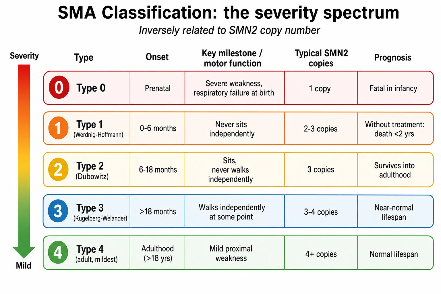 A five-row classification schematic on a white background showing spinal muscular atrophy types 0 to 4 from most severe at the top to mildest at the bottom, each row giving the onset age, the key motor milestone reached, the typical SMN2 copy number, and the prognosis, with a colour gradient bar from amber at the top to green at the bottom.