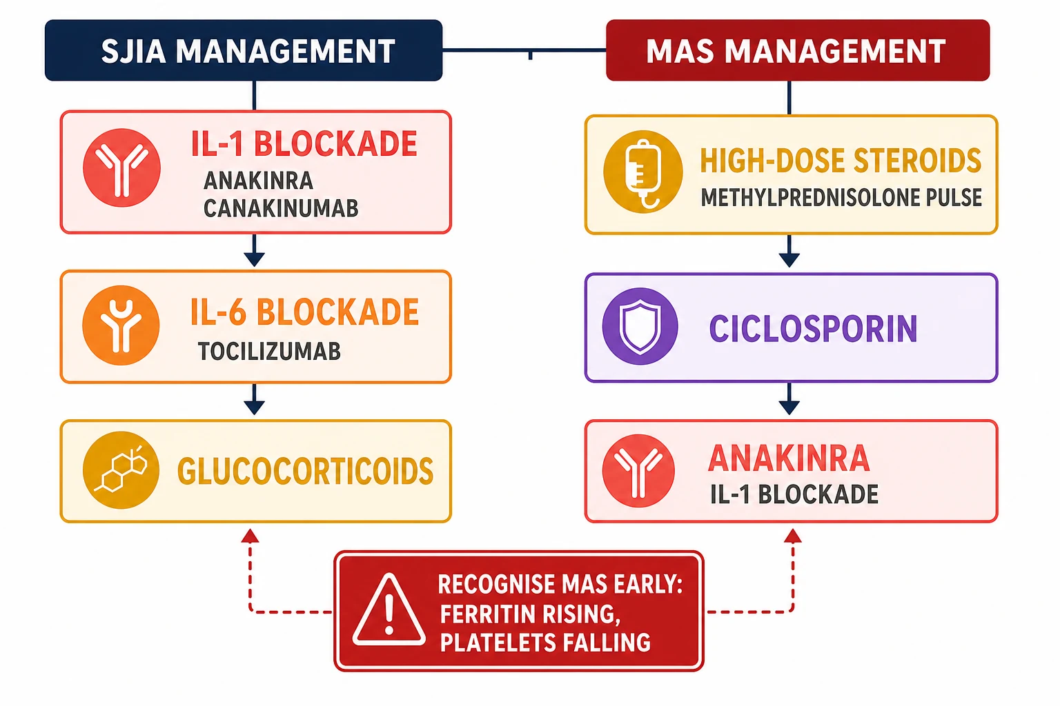A clean medical schematic on a white background showing the treatment algorithm for systemic JIA and macrophage activation syndrome in two parallel columns, with the sJIA management column headed in navy and showing the IL-1 blockade with anakinra and canakinumab, the IL-6 blockade with tocilizumab, and the glucocorticoids, and the MAS management column headed in deep red and showing the high-dose steroids with methylprednisolone pulse, the ciclosporin, and the anakinra, with a red warning box between them reading recognise MAS early with ferritin rising and platelets falling