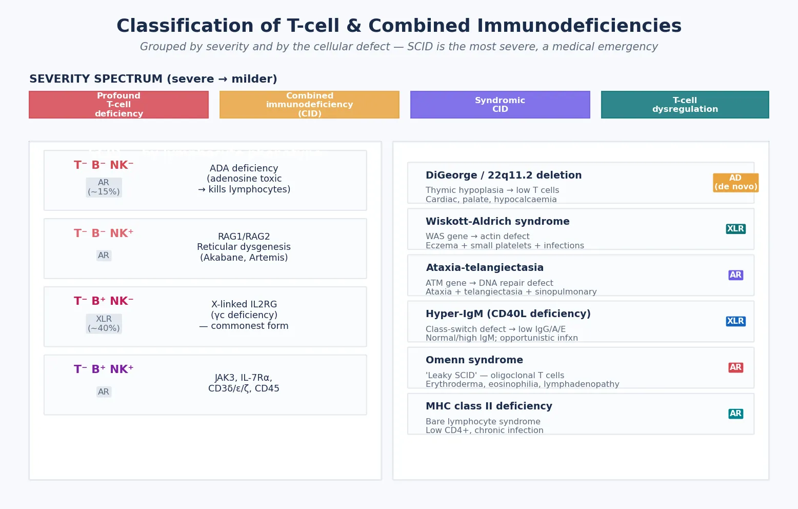 Two-panel classification schematic: the left panel shows the four SCID lymphocyte phenotypes (T-B-NK- for ADA deficiency, T-B-NK+ for RAG1/2 recombination defects, T-B+NK- for X-linked IL2RG and JAK3, T-B+NK+ for IL-7 receptor alpha and CD3 defects) with their leading genetic causes and inheritance; the right panel lists the syndromic combined immunodeficiencies (DiGeorge/22q11.2 deletion, Wiskott-Aldrich, ataxia-telangiectasia, Hyper-IgM/CD40L, Omenn syndrome, MHC class II deficiency) with their defining non-immune features; a severity spectrum bar runs across the top