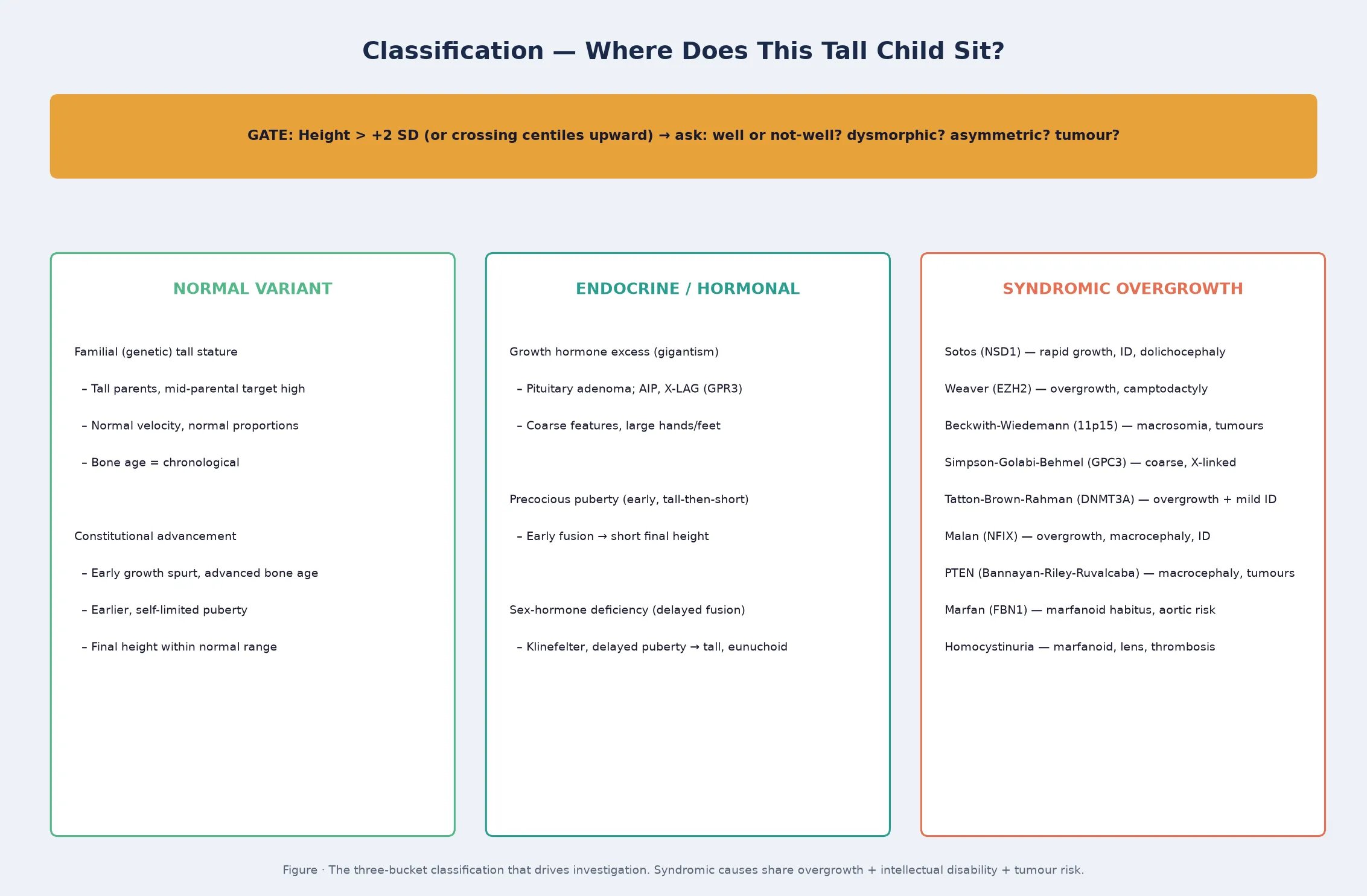A gate banner reading 'height over plus 2 SD or crossing centiles upward — well or not well, dysmorphic, asymmetric, tumour'; below, three colour-coded columns — normal variant (familial and constitutional, green), endocrine and hormonal (growth-hormone excess, precocious puberty, sex-hormone delay, teal), and syndromic overgrowth (Sotos, Weaver, Beckwith-Wiedemann, Simpson-Golabi-Behmel, Tatton-Brown-Rahman, PTEN, Marfan, homocystinuria, coral)