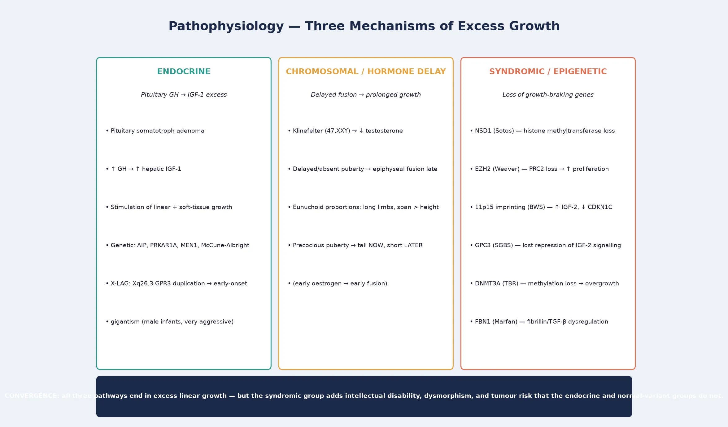 Three vertical panels — endocrine (pituitary GH driving IGF-1 excess, teal), chromosomal and hormonal delay (delayed fusion from sex-hormone deficiency, eunuchoid proportions, and the tall-now-short-later paradox of precocious puberty, amber), and syndromic epigenetic (loss of growth-braking genes NSD1, EZH2, 11p15, GPC3, DNMT3A, FBN1, coral) — converging on a navy footer stating that all three produce excess linear growth but only the syndromic group adds intellectual disability and tumour risk