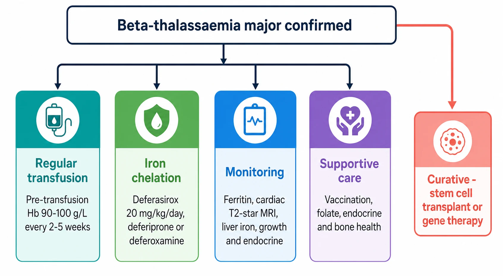 A clean medical-education algorithm on a white background. A top rounded box reads beta-thalassaemia major confirmed. A downward arrow splits into four colour-coded vertical pillars and one curative arrow on the right. A teal pillar labelled regular transfusion with subtext pre-transfusion Hb 90 to 100 g per litre every two to five weeks. A green pillar labelled iron chelation with subtext deferasirox 20 mg per kg per day, deferiprone or deferoxamine. A blue pillar labelled monitoring with subtext ferritin, cardiac T2 star MRI, liver iron, growth and endocrine. A purple pillar labelled supportive care with subtext vaccination, folate, endocrine and bone health. A separate coral arrow on the right points to a box labelled curative stem cell transplant or gene therapy.