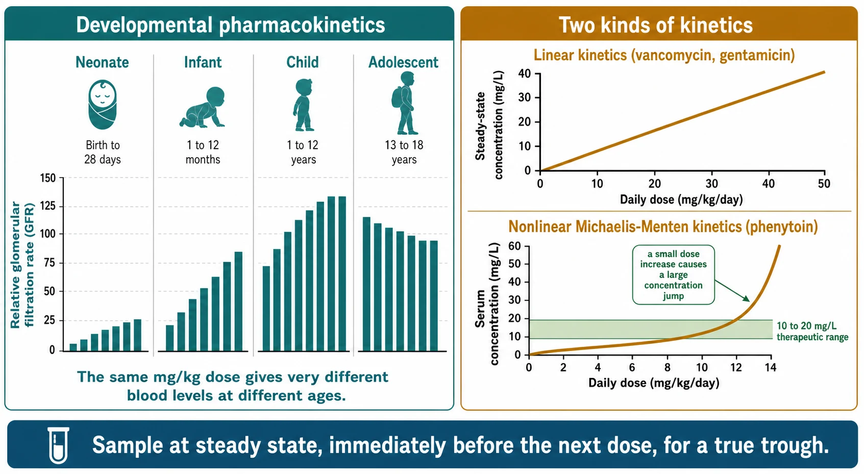 Educational schematic in two panels: left panel showing developmental glomerular filtration rate maturation across neonate, infant, child and adolescent; right panel comparing a straight line for linear kinetics (vancomycin, gentamicin) with a sharply bending curve for nonlinear Michaelis-Menten kinetics (phenytoin) marked with the 10 to 20 mg/L therapeutic band