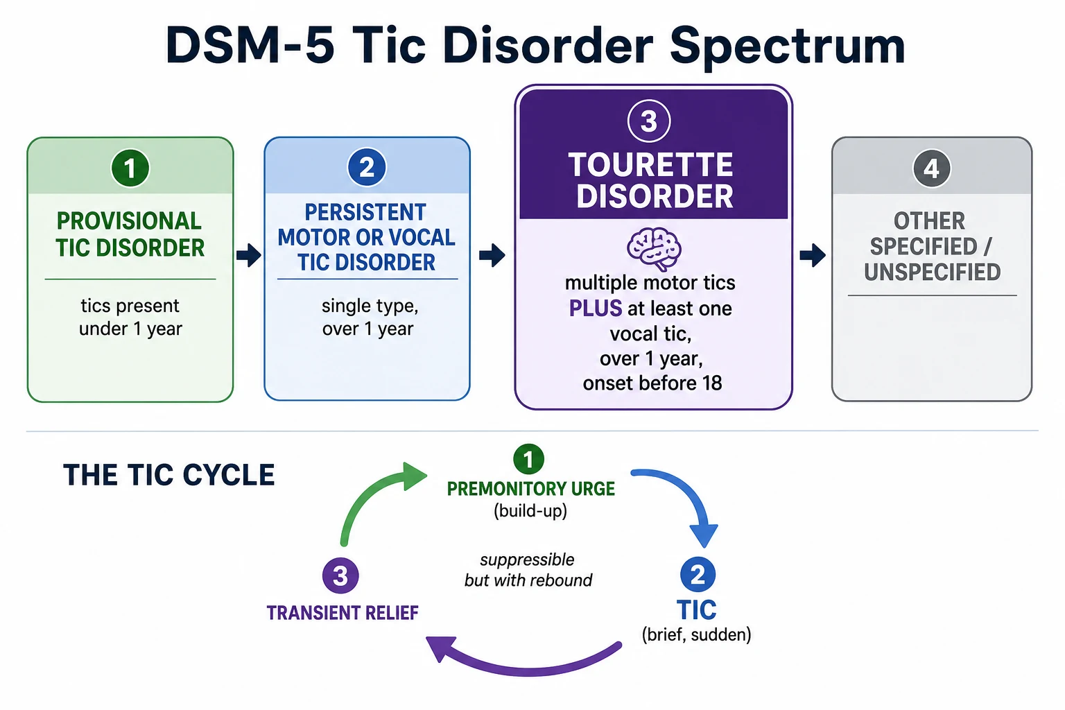Educational infographic classifying the DSM-5 tic disorder spectrum into provisional tic disorder, persistent motor or vocal tic disorder, Tourette disorder, and other specified tic disorders, with the premonitory urge to tic to transient relief cycle beneath