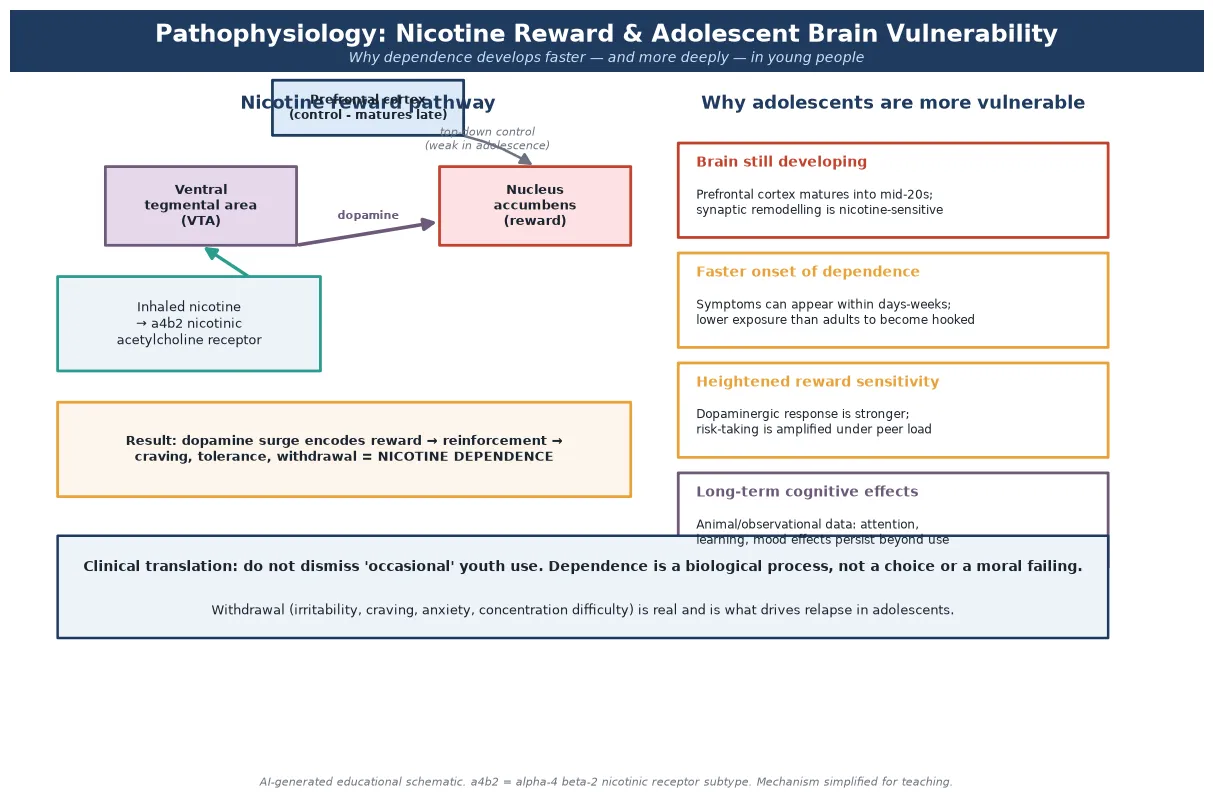 Educational schematic of the nicotine reward pathway showing inhaled nicotine binding alpha-4-beta-2 receptors in the ventral tegmental area and driving dopamine release to the nucleus accumbens, alongside callouts on adolescent brain vulnerability