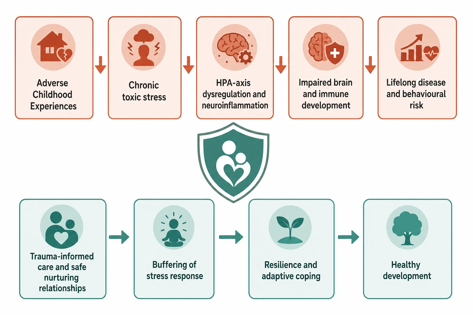Parallel cascade comparing the harmful toxic-stress pathway with the protective trauma-informed care pathway