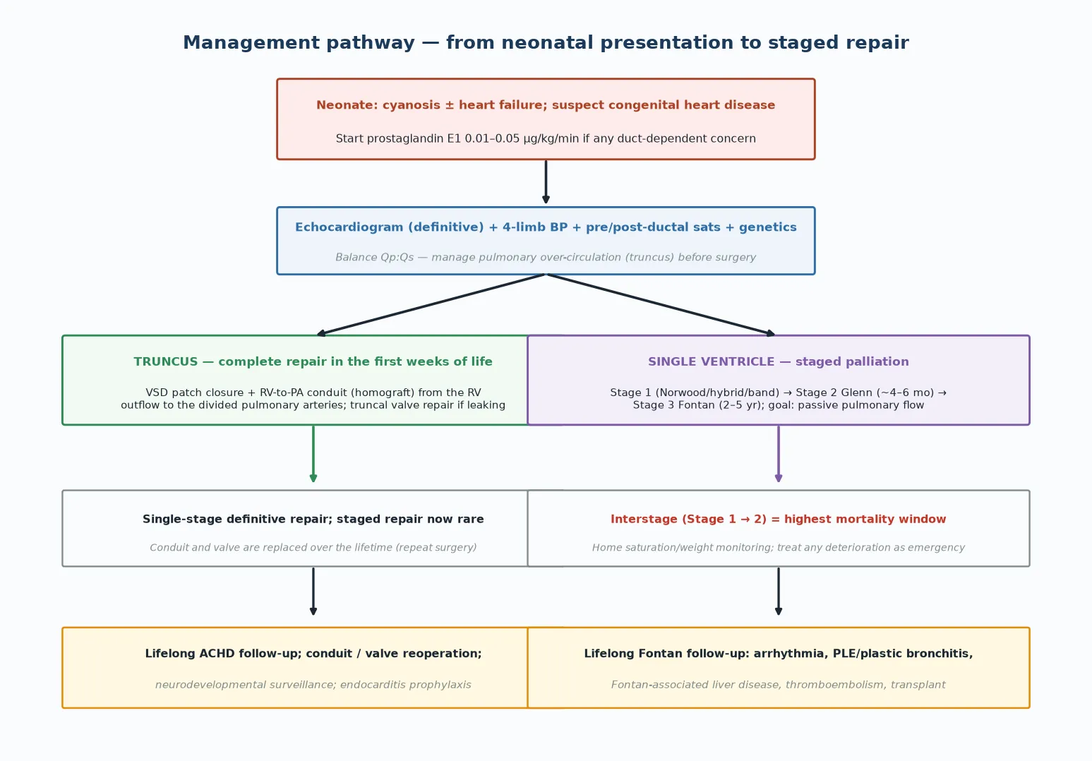 Vertical management algorithm. A cyanotic neonate with suspected congenital heart disease receives prostaglandin E1 at 0.01 to 0.05 micrograms per kilogram per minute, then echocardiography with four-limb blood pressure, pre- and post-ductal saturations and genetic testing. The pathway then divides into two branches. Truncus arteriosus leads to complete repair in the first weeks of life — ventricular septal defect closure plus a right-ventricle-to-pulmonary-artery conduit, with truncal valve repair if leaking — and then lifelong conduit and valve reoperations. Single-ventricle physiology leads to staged palliation — stage one Norwood or hybrid or pulmonary artery band, then the bidirectional Glenn at four to six months, then the Fontan at two to five years — with the interstage period between stage one and two carrying the highest mortality and demanding home monitoring. Both pathways end in lifelong adult congenital heart disease follow-up, neurodevelopmental surveillance and endocarditis prophylaxis.