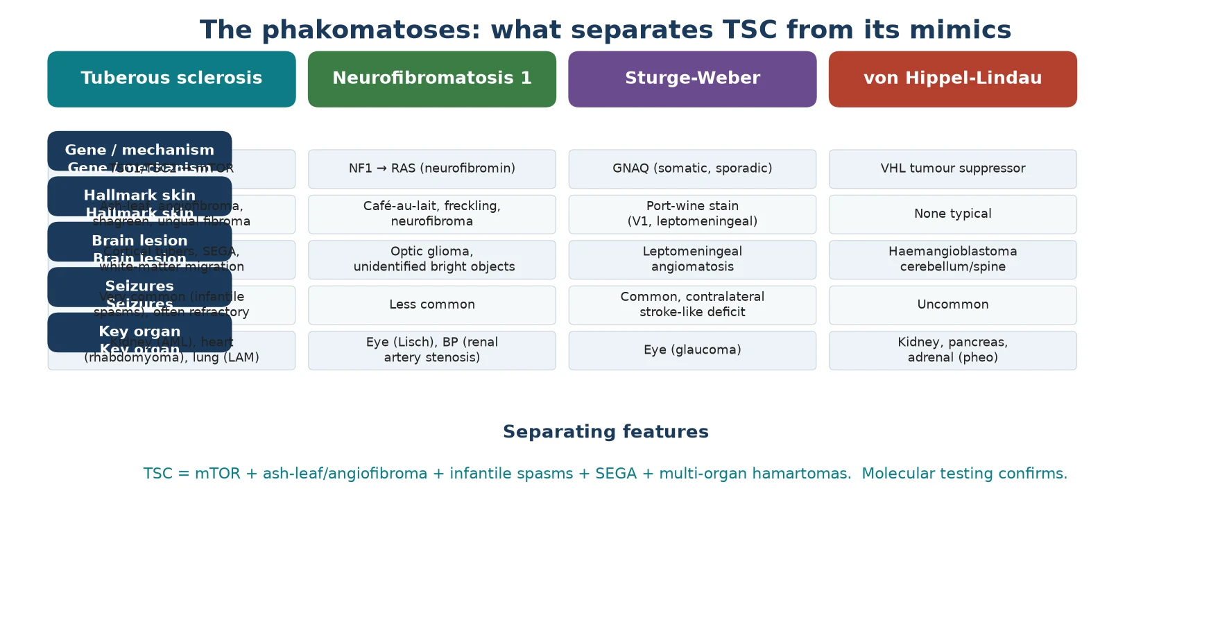Comparison table across four phakomatoses — tuberous sclerosis, neurofibromatosis type 1, Sturge-Weber syndrome and von Hippel-Lindau disease — showing for each the gene and mechanism, hallmark skin feature, characteristic brain lesion, likelihood of seizures and key non-brain organ involved, ending with a footer that TSC is the mTOR-driven one with ash-leaf macules, infantile spasms, SEGA and multi-organ hamartomas