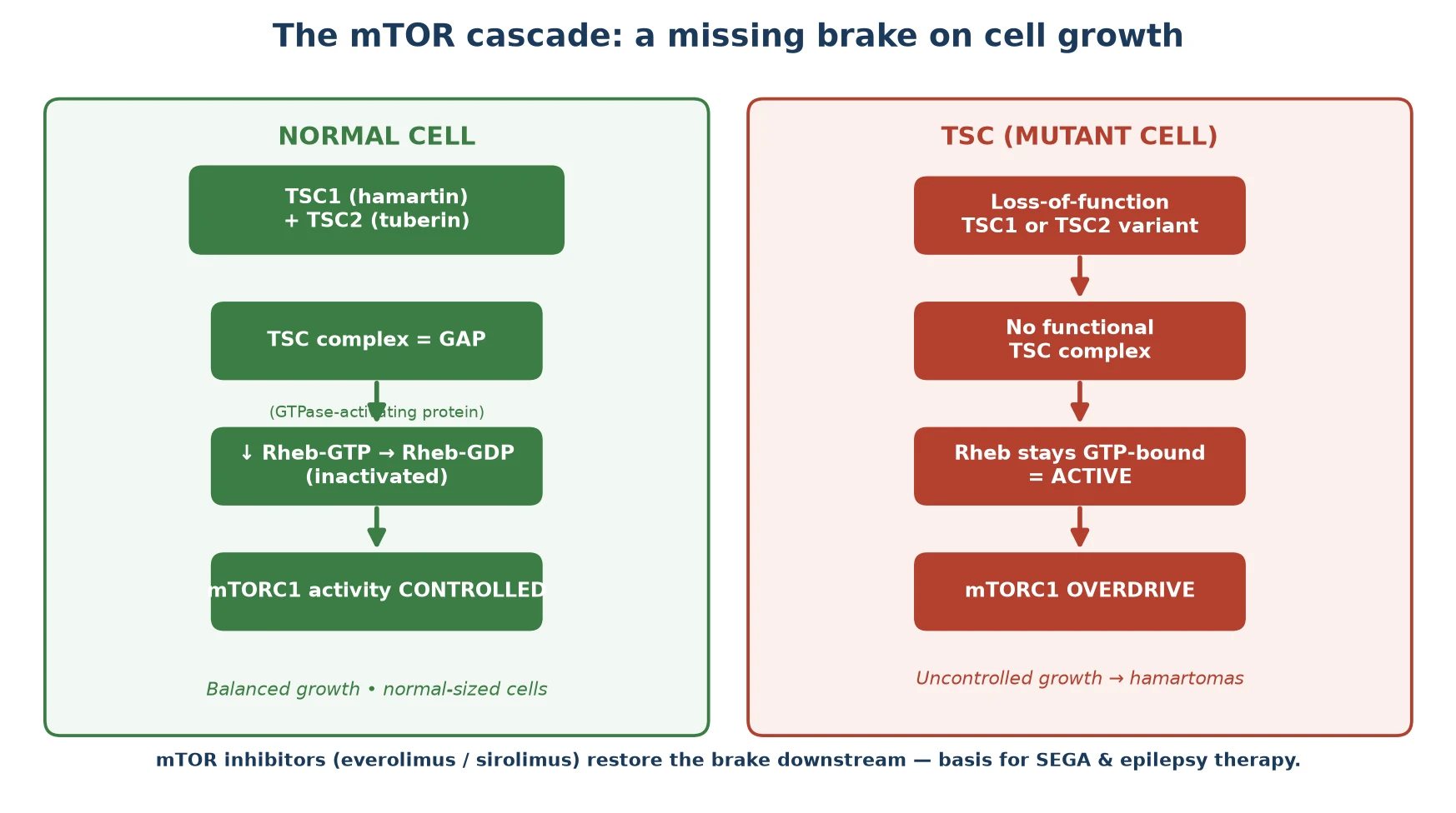 Two parallel cascades side by side: on the left a normal cell in which the TSC1 hamartin plus TSC2 tuberin complex acts as a GTPase-activating protein that converts active Rheb-GTP to inactive Rheb-GDP, keeping mTORC1 activity controlled for balanced growth; on the right a TSC mutant cell in which loss of TSC1 or TSC2 leaves no functional complex so Rheb stays GTP-bound and active, driving mTORC1 overdrive and uncontrolled growth into hamartomas, with a footer noting that mTOR inhibitors everolimus and sirolimus act downstream