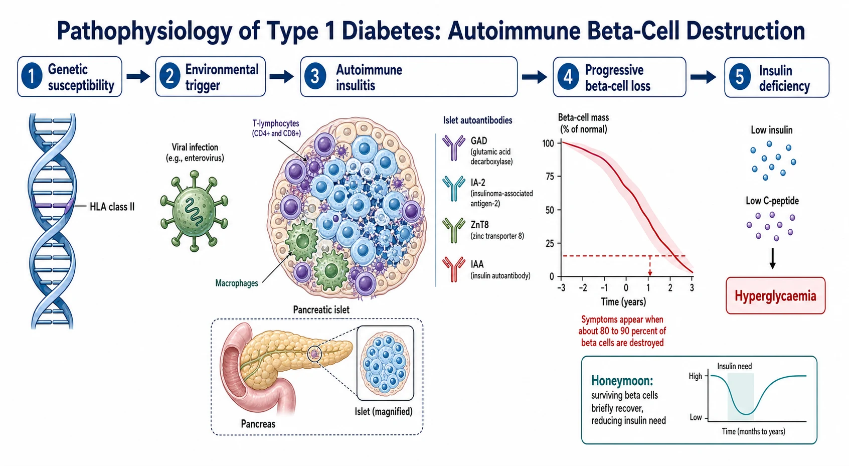 Left-to-right pathway of type 1 diabetes pathophysiology — genetic susceptibility marked by HLA class II, an environmental viral trigger, autoimmune insulitis with CD4 and CD8 T-lymphocytes and macrophages attacking beta cells alongside the islet autoantibodies GAD, IA-2, ZnT8 and IAA, progressive beta-cell loss on a declining mass graph with symptoms appearing at 80 to 90 percent destruction, ending in low insulin, low C-peptide and hyperglycaemia, with a honeymoon inset showing brief beta-cell recovery.