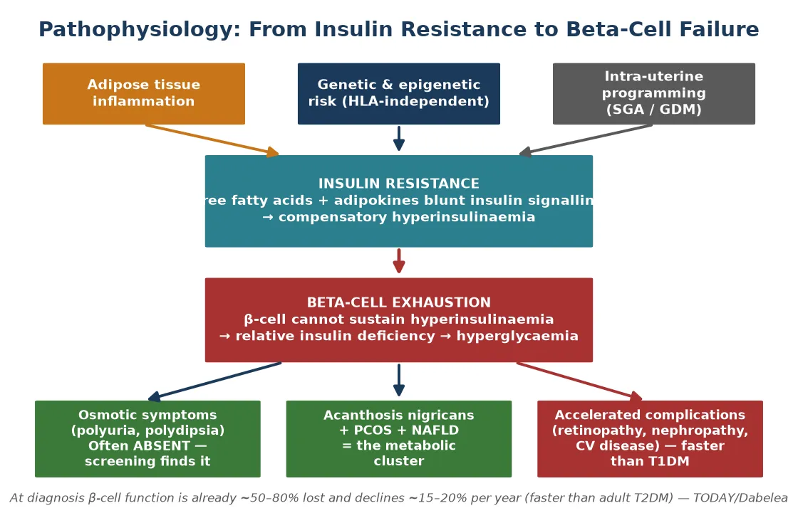 Pathophysiology diagram showing adipose inflammation, genetic and intra-uterine programming driving insulin resistance, beta-cell exhaustion, and downstream metabolic cluster with accelerated complications.
