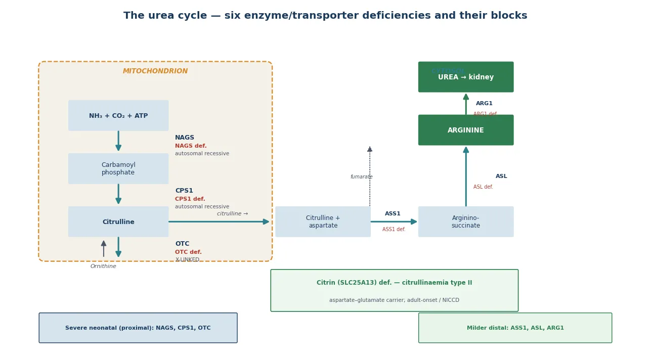 The urea cycle drawn across a dashed mitochondrion and the cytosol, with the six enzyme/transporter deficiencies — NAGS, CPS1, OTC (mitochondrial) and ASS1, ASL, ARG1 (cytosolic) — labelled at their block points alongside the citrin (SLC25A13) transporter for citrullinaemia type II, the accumulating metabolite for each, and an inheritance footer distinguishing the X-linked OTC defect from the autosomal recessive remainder