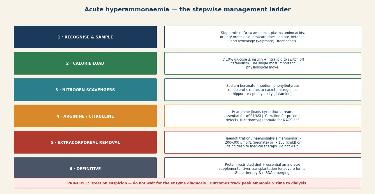 Six-step management ladder for acute hyperammonaemia running from recognise-and-sample through calorie loading, nitrogen scavengers, arginine and citrulline supplementation, extracorporeal removal with dialysis thresholds, to definitive protein-restricted diet and liver transplantation, with a footer stating the principle that outcomes track peak ammonia multiplied by time to dialysis
