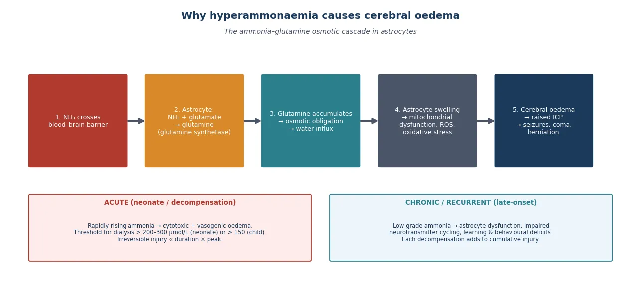 Five-step cascade from ammonia crossing the blood–brain barrier, through astrocytic glutamine synthesis and osmotic water influx, to astrocyte swelling and cerebral oedema with raised intracranial pressure, flanked by panels contrasting the acute neonatal decompensation from the chronic recurrent late-onset injury pattern