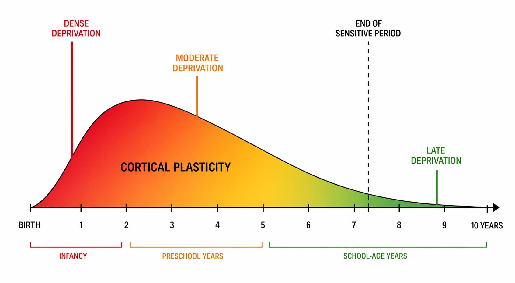 A clean schematic on a white background in landscape showing the amblyopia sensitive period as a horizontal timeline from birth on the left to ten years on the right. A bell-shaped curve of cortical plasticity sits along the timeline, peaking in red through infancy and the preschool years and tapering to green by seven to eight years. Above the curve, three coloured bars mark the effect of visual deprivation: a tall red bar at the infant end labelled dense deprivation, a medium amber bar at the preschool years labelled moderate deprivation, and a short green bar at the school-age years labelled late deprivation. A vertical dashed line at seven to eight years is labelled end of the dense sensitive period. The figure is a teaching schematic with no real patient photographs.